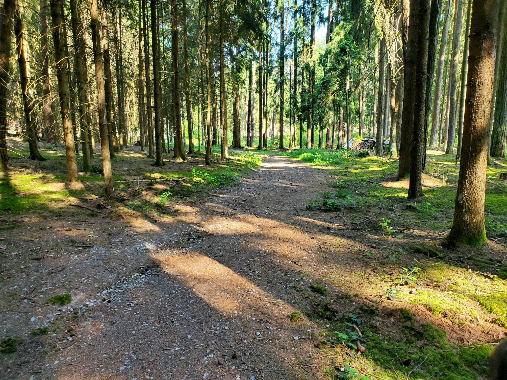 Schneidig durch den Wald