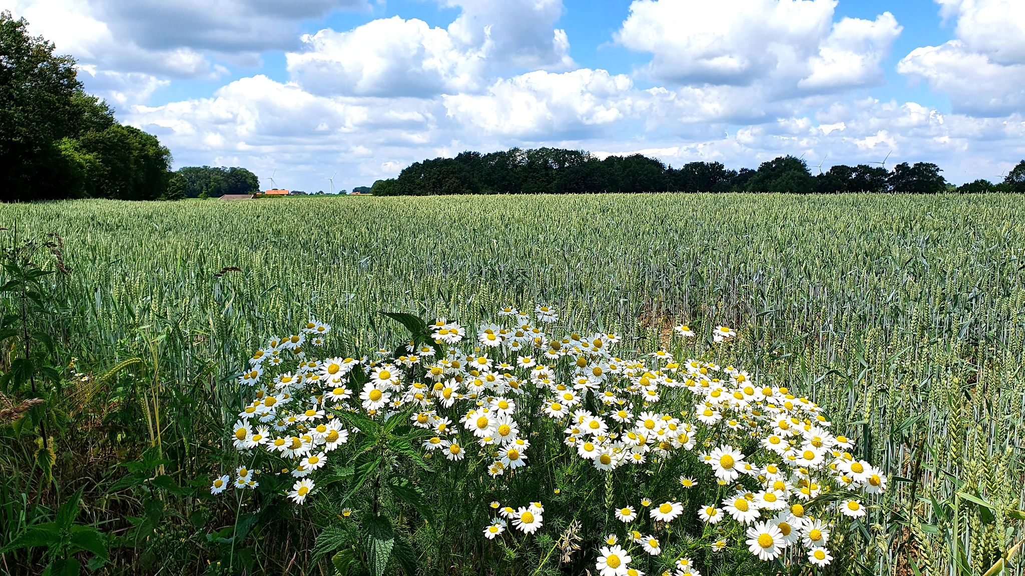 Landschaft bei Gildehaus
