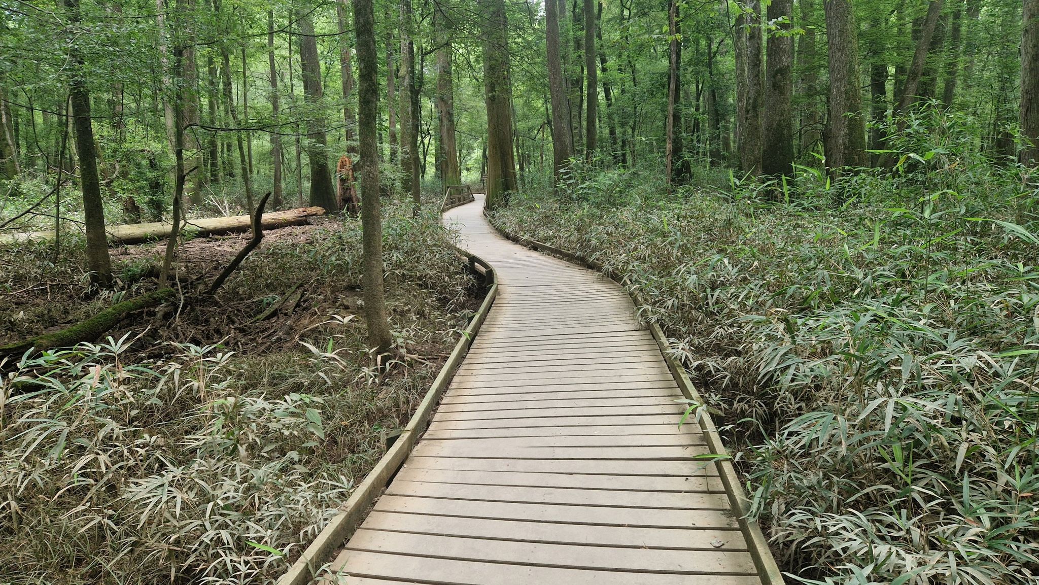 Winding wooden boardwalk through a lush green swamp forest, bright daylight. - Boardwalk Loop — Congaree National Park