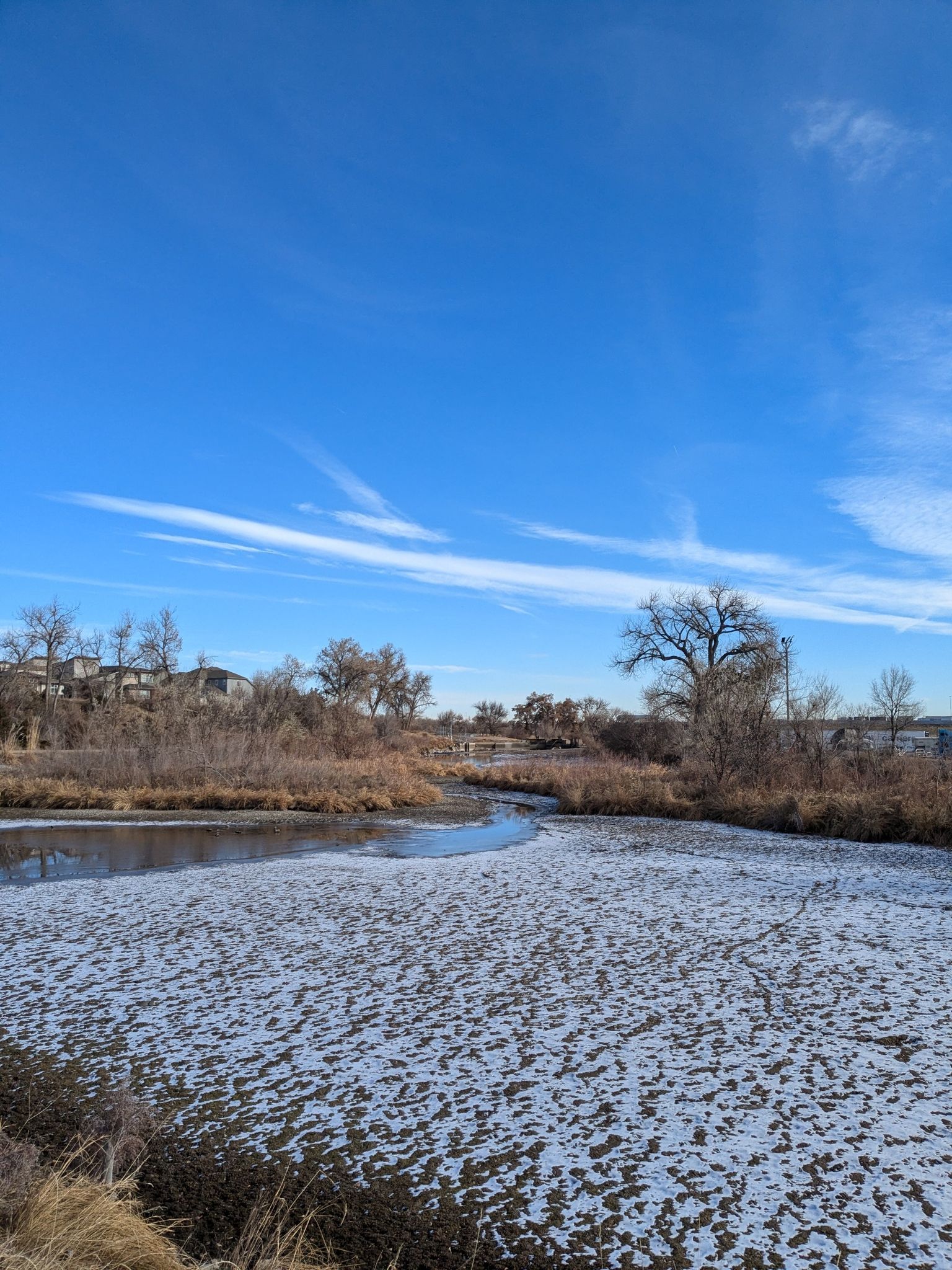Partially frozen water with dry reeds under a clear blue sky. - Clear Creek Trail