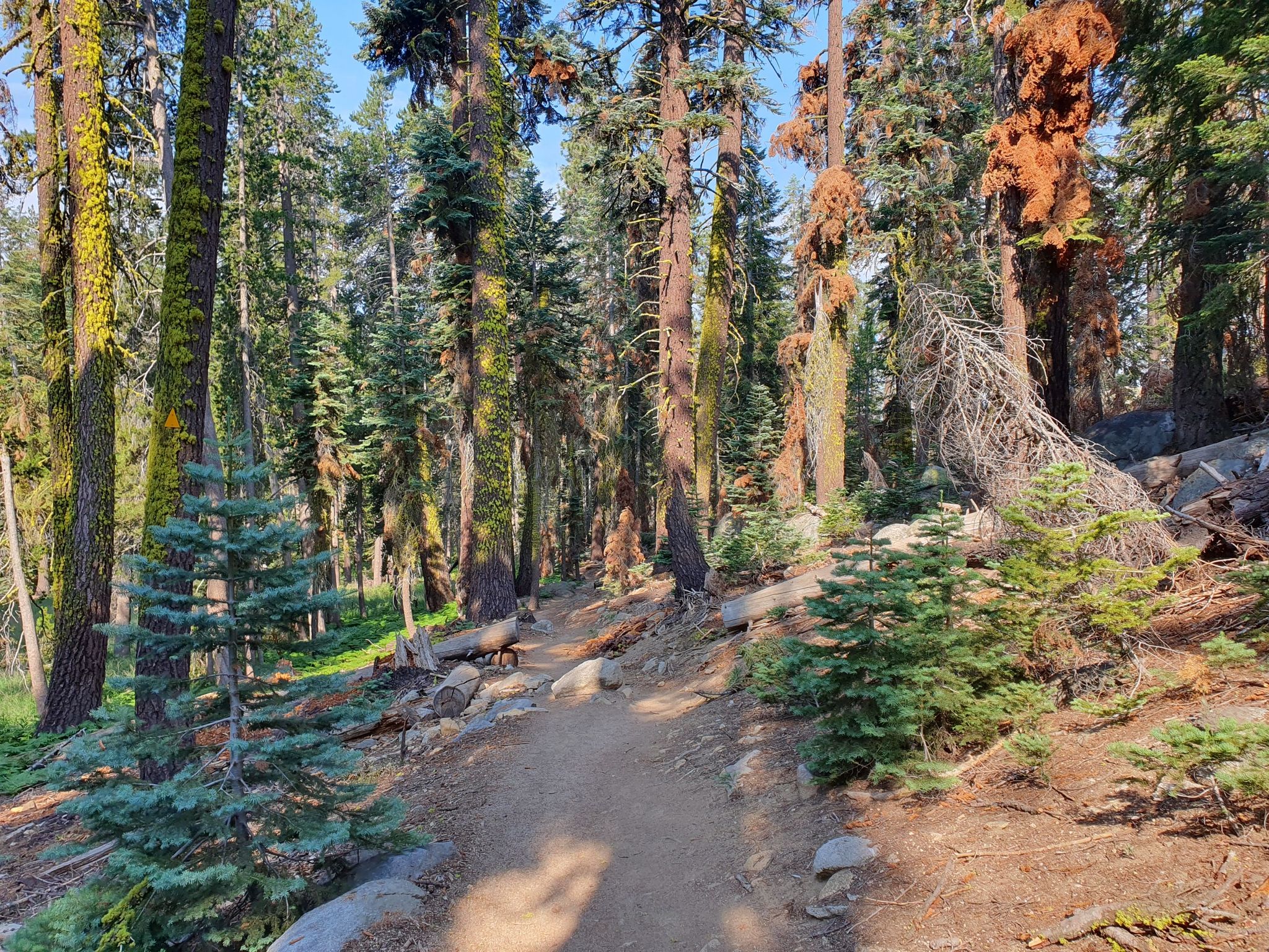 Shaded forest trail winding through tall pine trees with dappled sunlight. - Tableland Pass via Lakes, Alta, and Panther Gap Loop