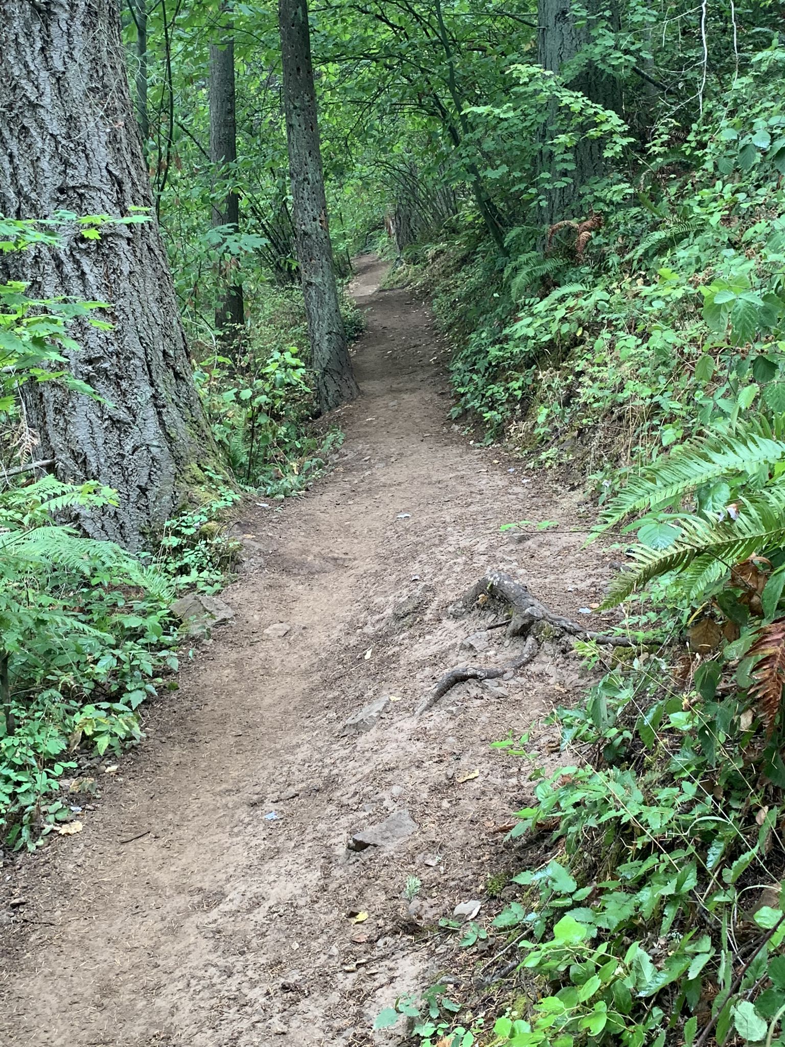 A winding dirt path through a lush, green forest on an overcast day. - Pinnacle Peak Loop Trail