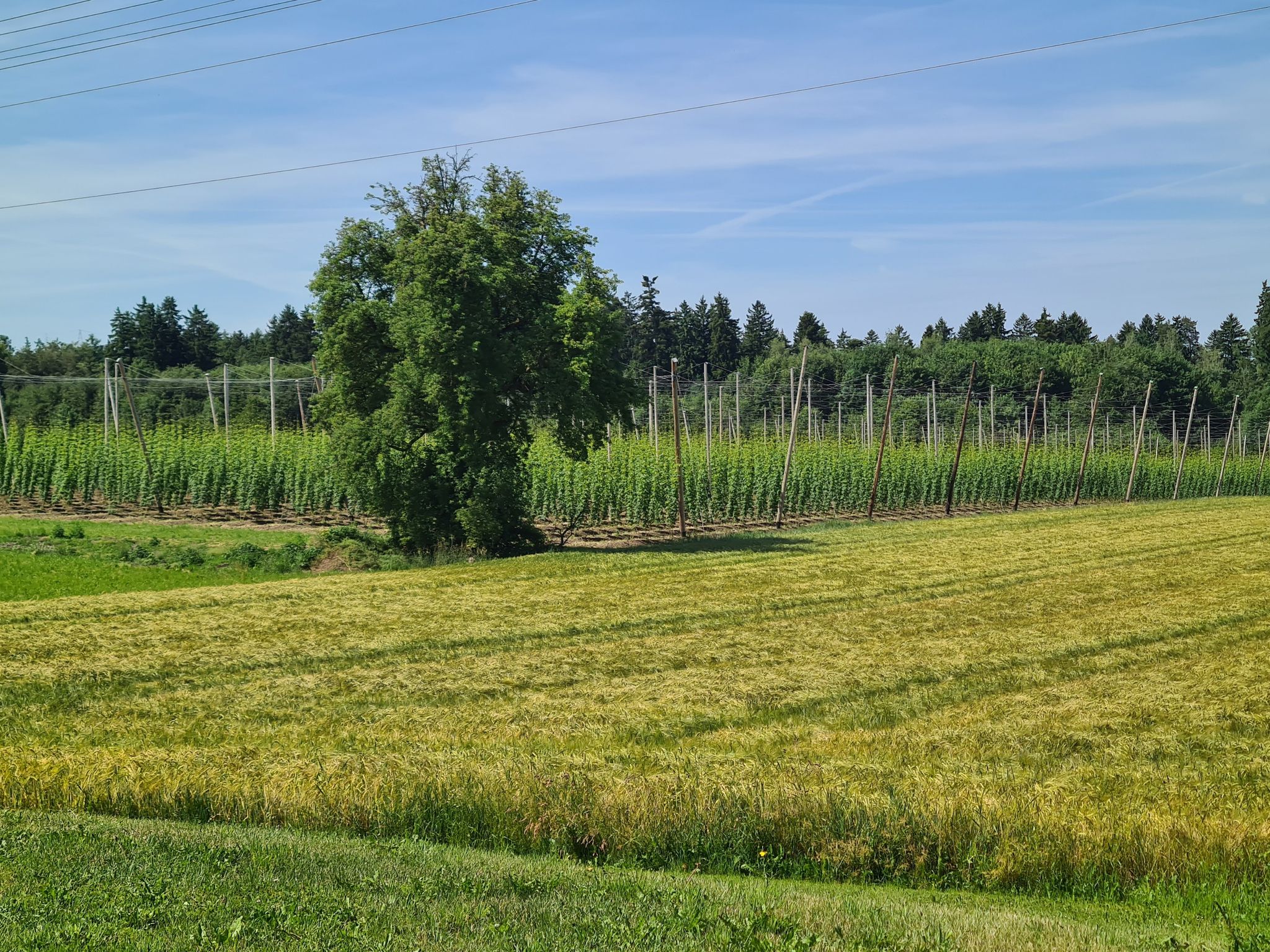 Hopfengarten bei Ravensburg