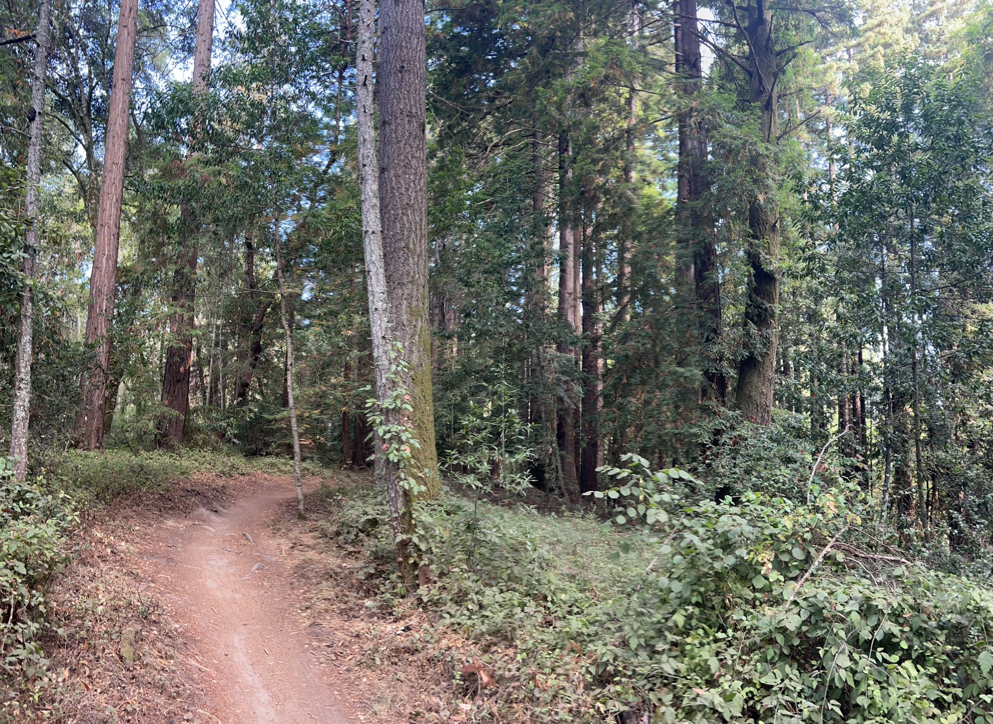 Dirt path curving into a dense, sunlit forest with tall trees and green undergrowth. - Santa Cruz Beach Boardwalk – Chuck Beebe Scenic Bench loop from Beach Station (Santa Cruz)