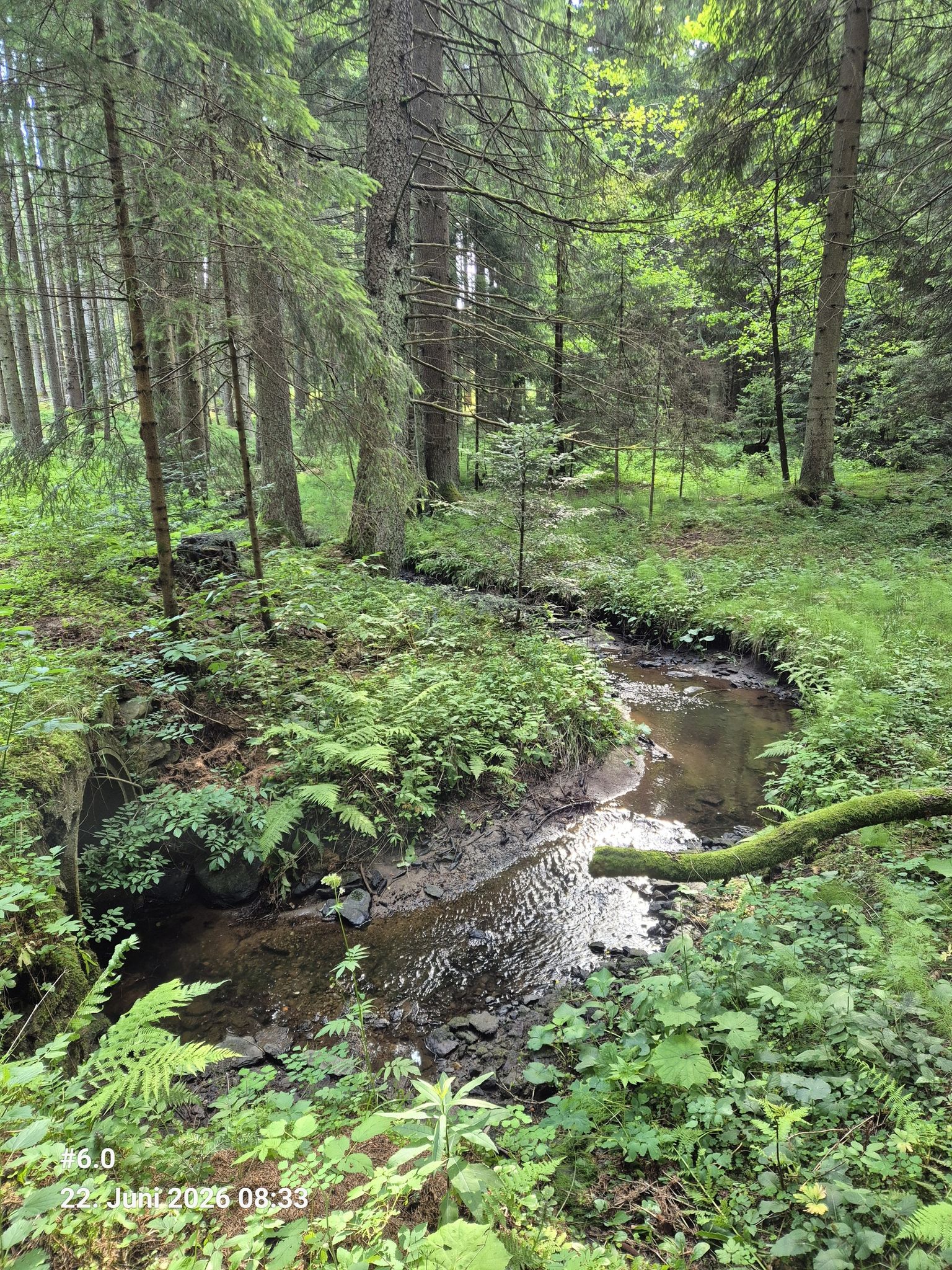 Waschbühelgraben. Wer Stille, Vogelgezwitscher und Kühle sucht, ist hier gut aufgehoben.