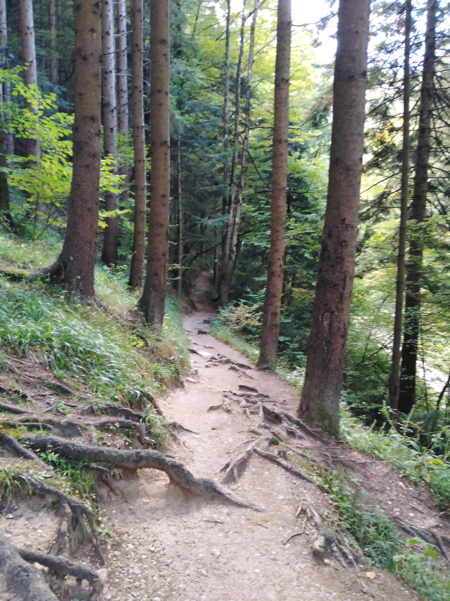 O que fazer em Pădurea Saidi-Orman