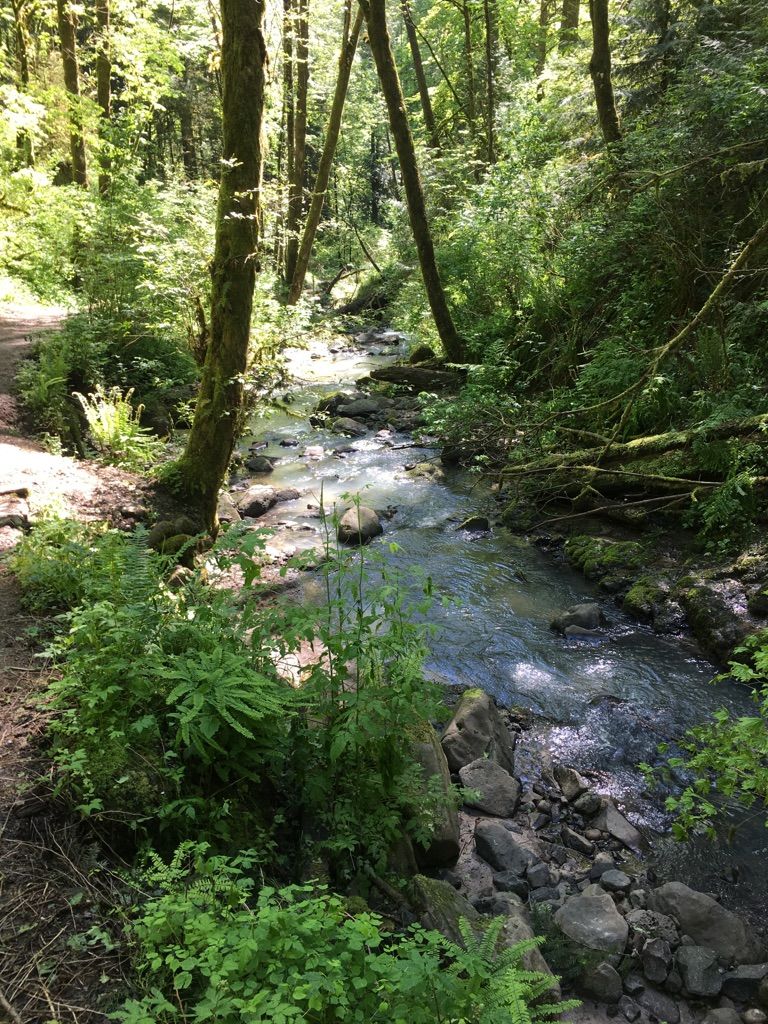 A clear stream flows through a lush, sunlit forest with green foliage. - Witch's Castle via Wildwood Trail