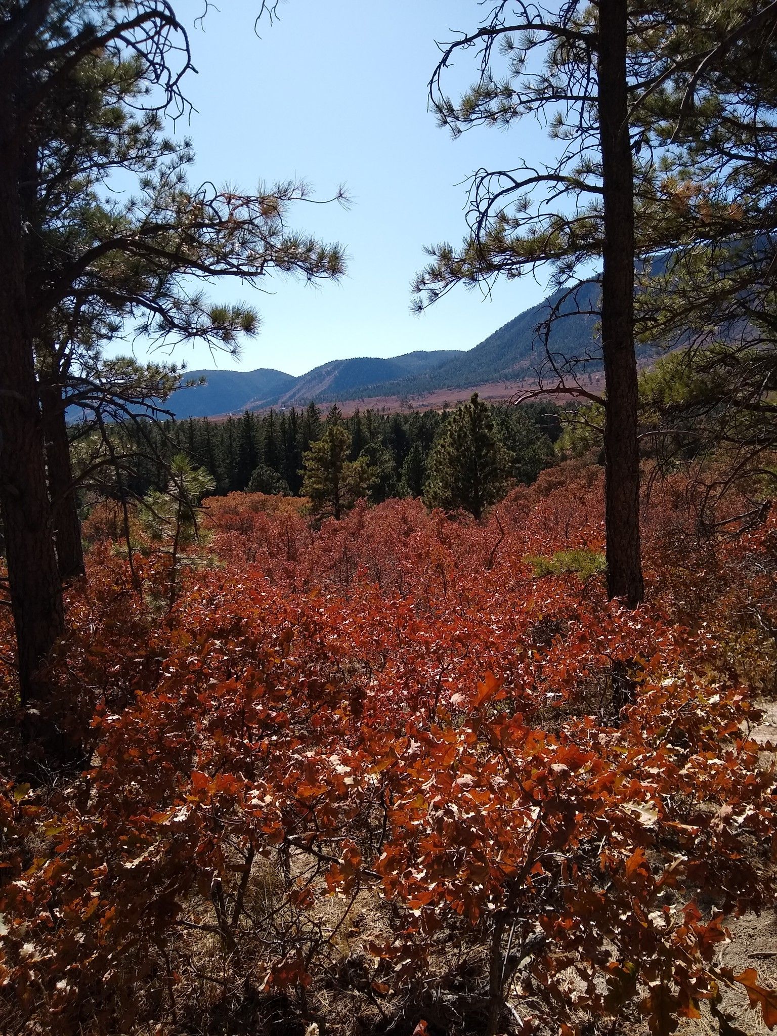 Autumn foliage, red bushes framed by pine trees, with distant mountains. - Monument Rock loop run
