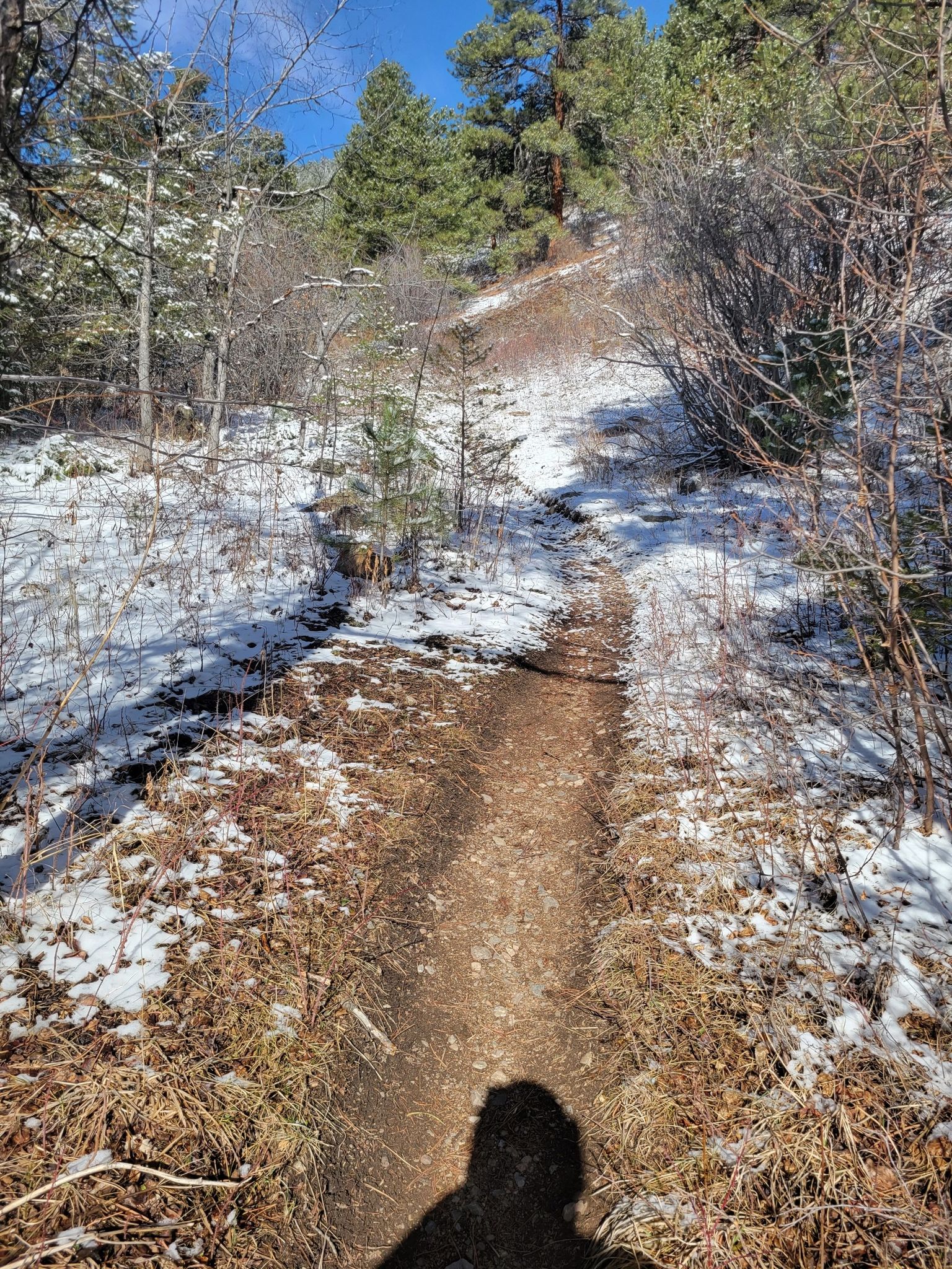 A person's shadow on a dirt path through a snowy, sunlit forest. - Mountain Lion and Burro Trail Loop
