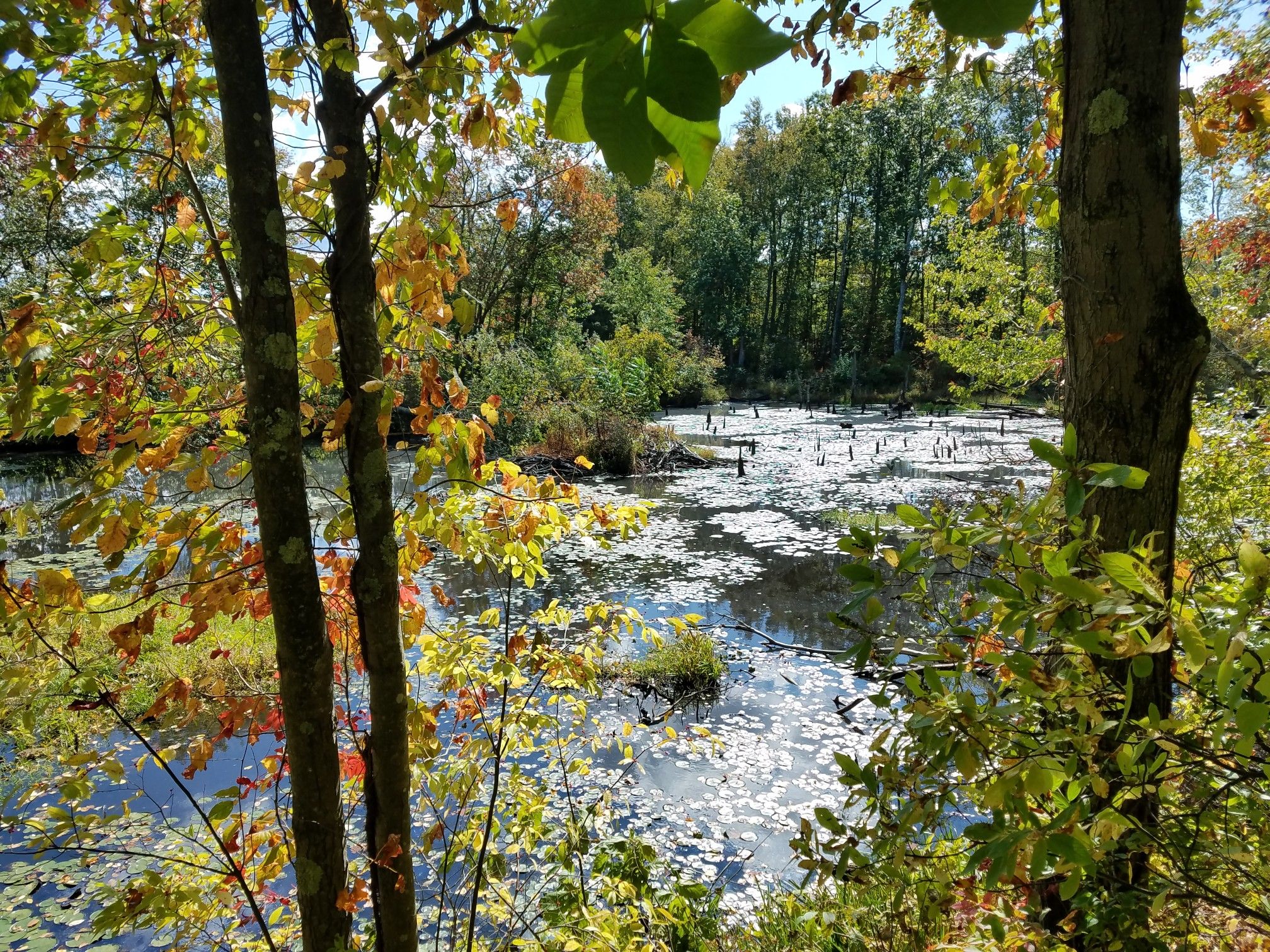 A pond filled with lily pads, surrounded by trees with autumn foliage. - Larkin State Park Trail