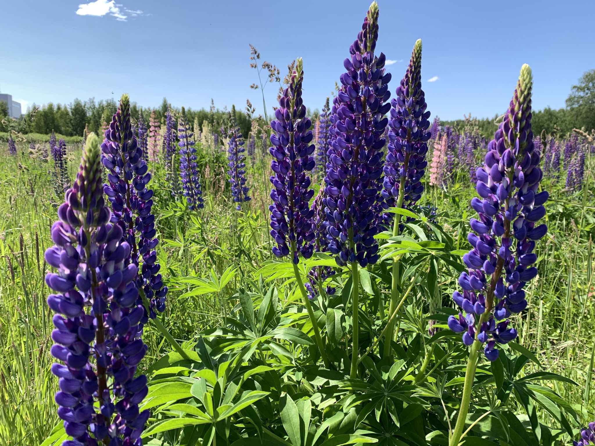 Schöne Blumen am Wegrand