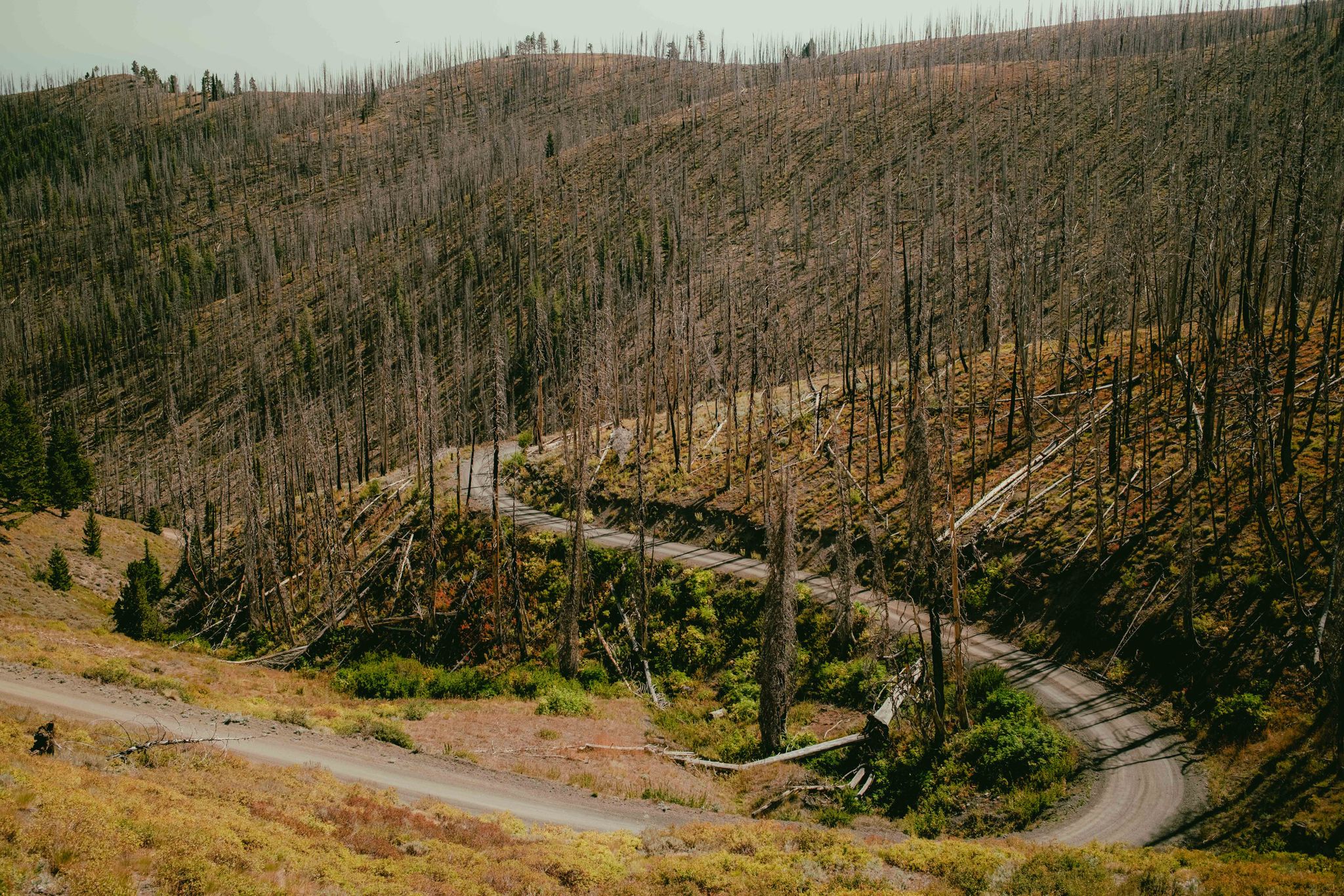 Winding dirt road through hillsides covered in numerous dead trees. - Dollarhide Summit