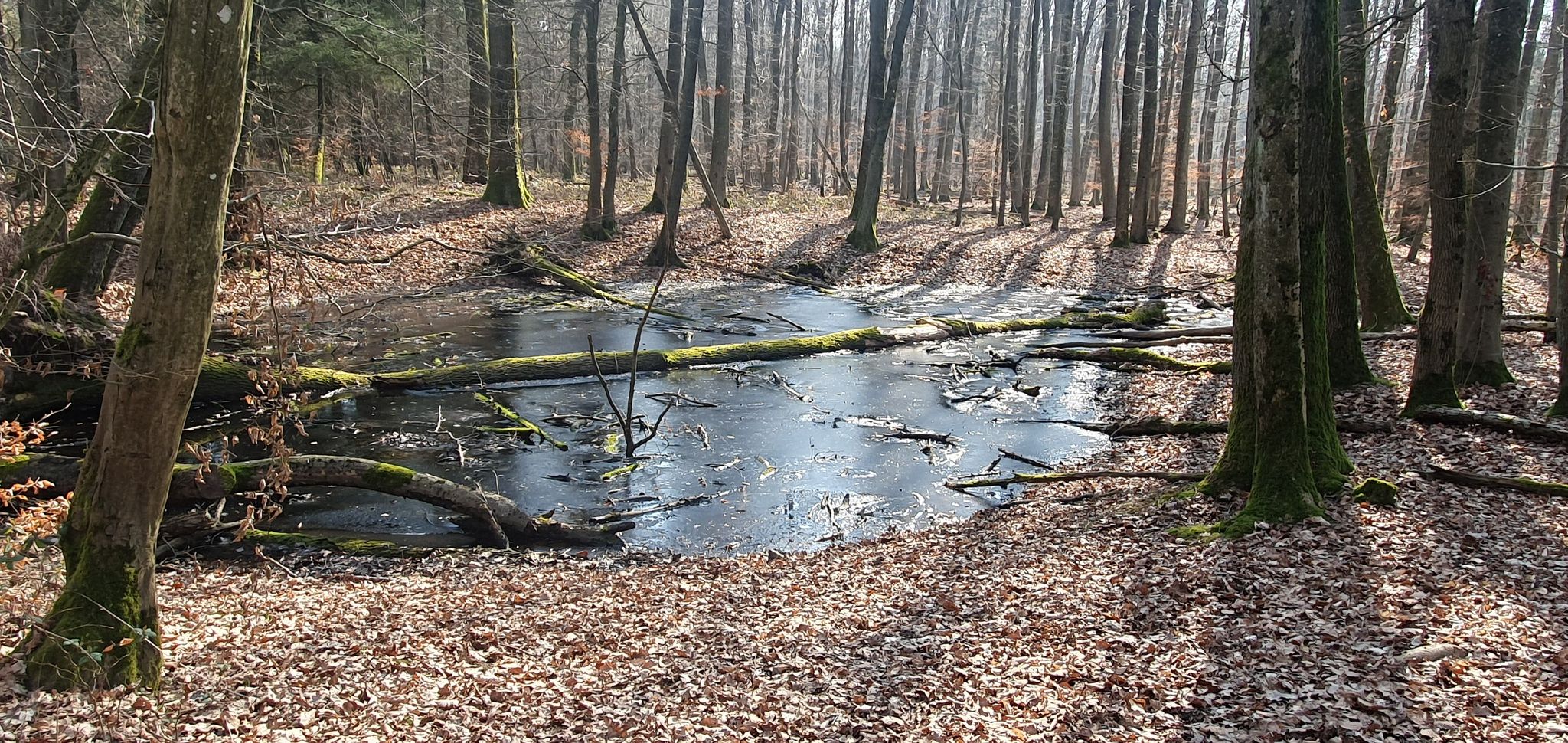 zugefroren Weiher