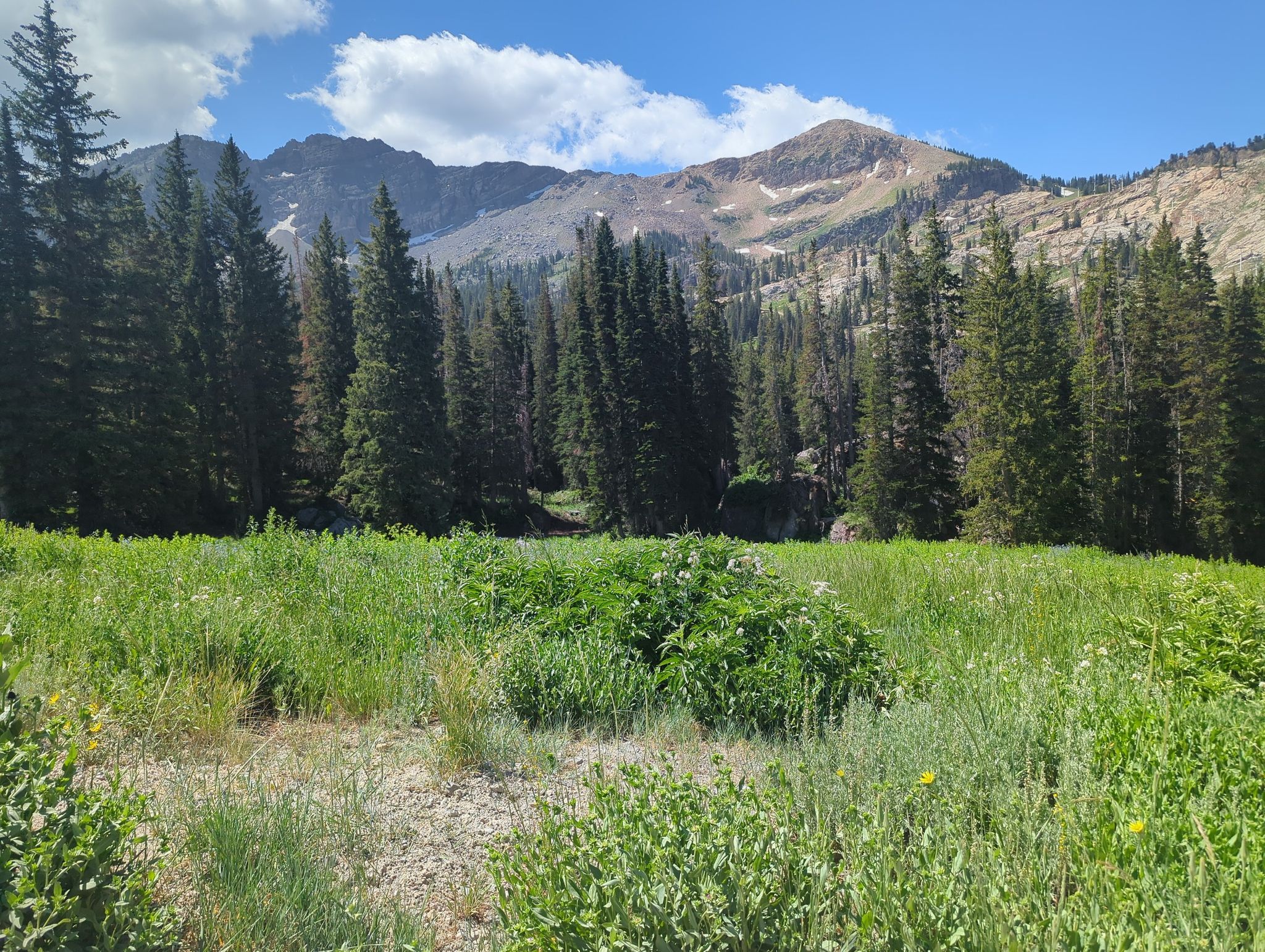 Lush green meadow with pine forest and rugged mountains under a bright sky. - Little Cottonwood Canyon loop from Alta