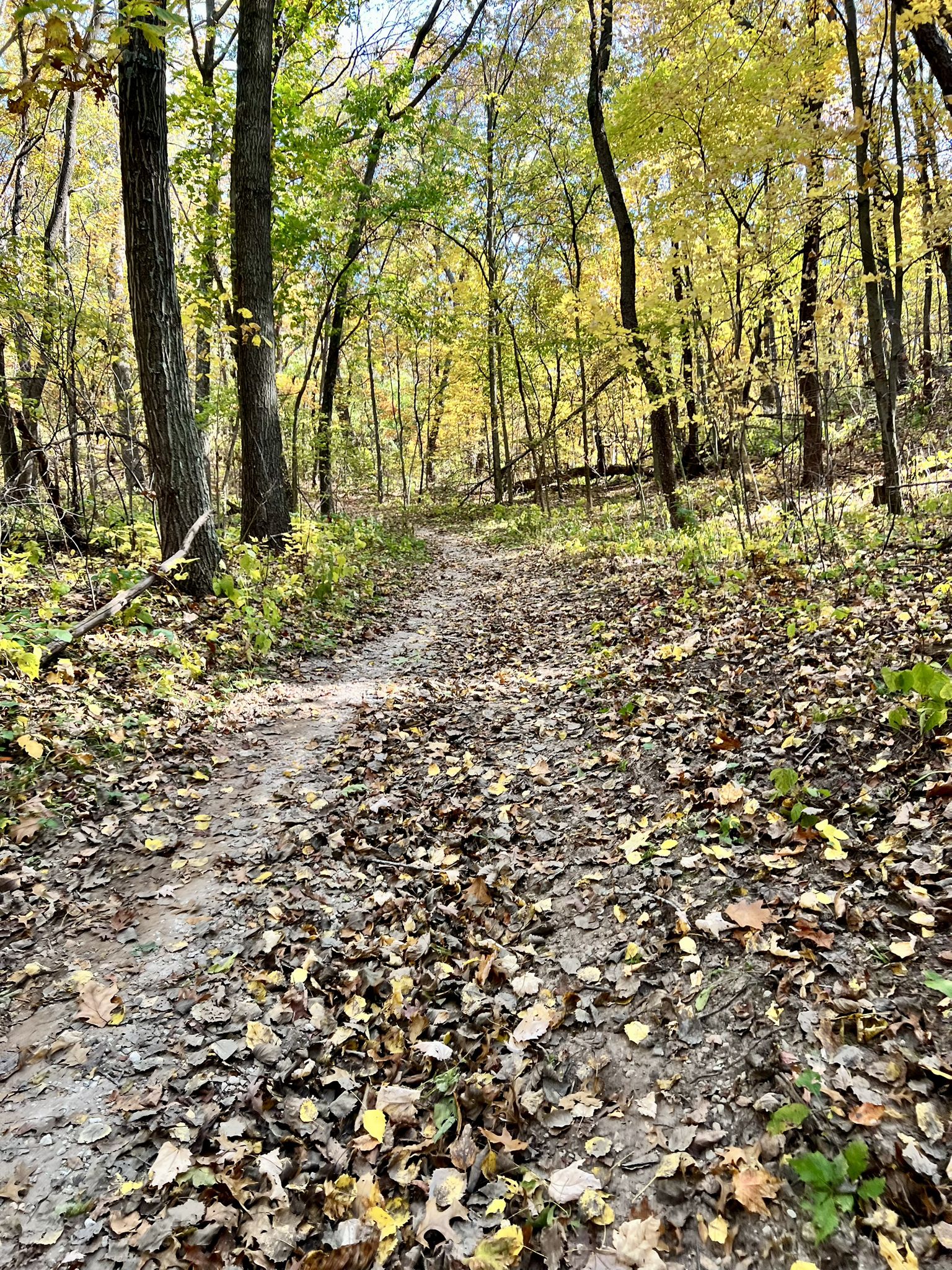 A muddy forest path covered in autumn leaves, illuminated by bright daylight. - Blackhawk Ridge Trails