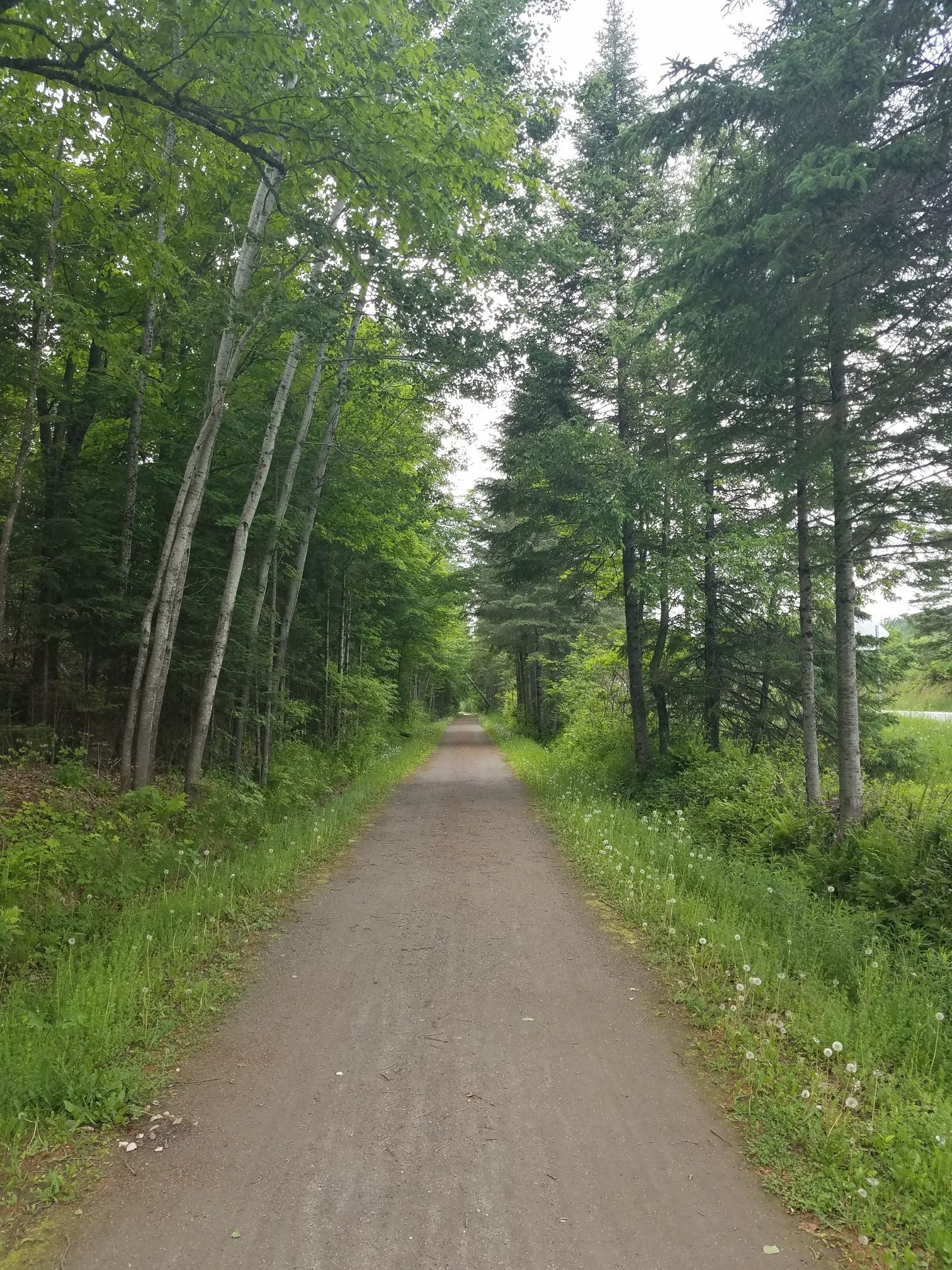 A straight dirt path through a dense green forest on a bright day. - Roadbike loop from Marshfield