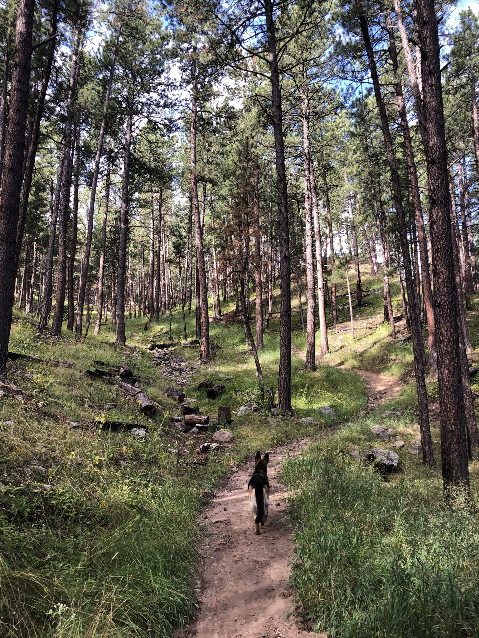 A dog walks on a sunny dirt path through a tall pine forest. - Lover's Leap Trail loop run