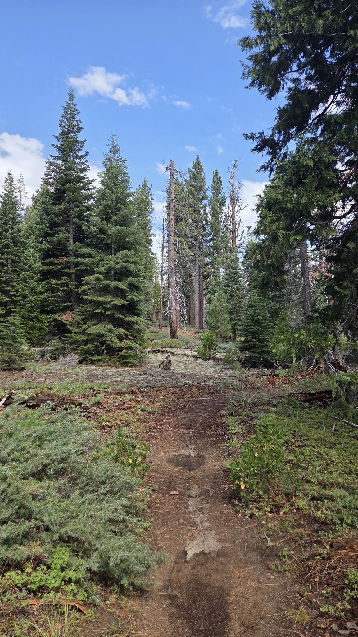 Dirt path winding through a dense forest of tall pine trees under a cloudy sky. - West Shore and Dolder Nature Trail Loop