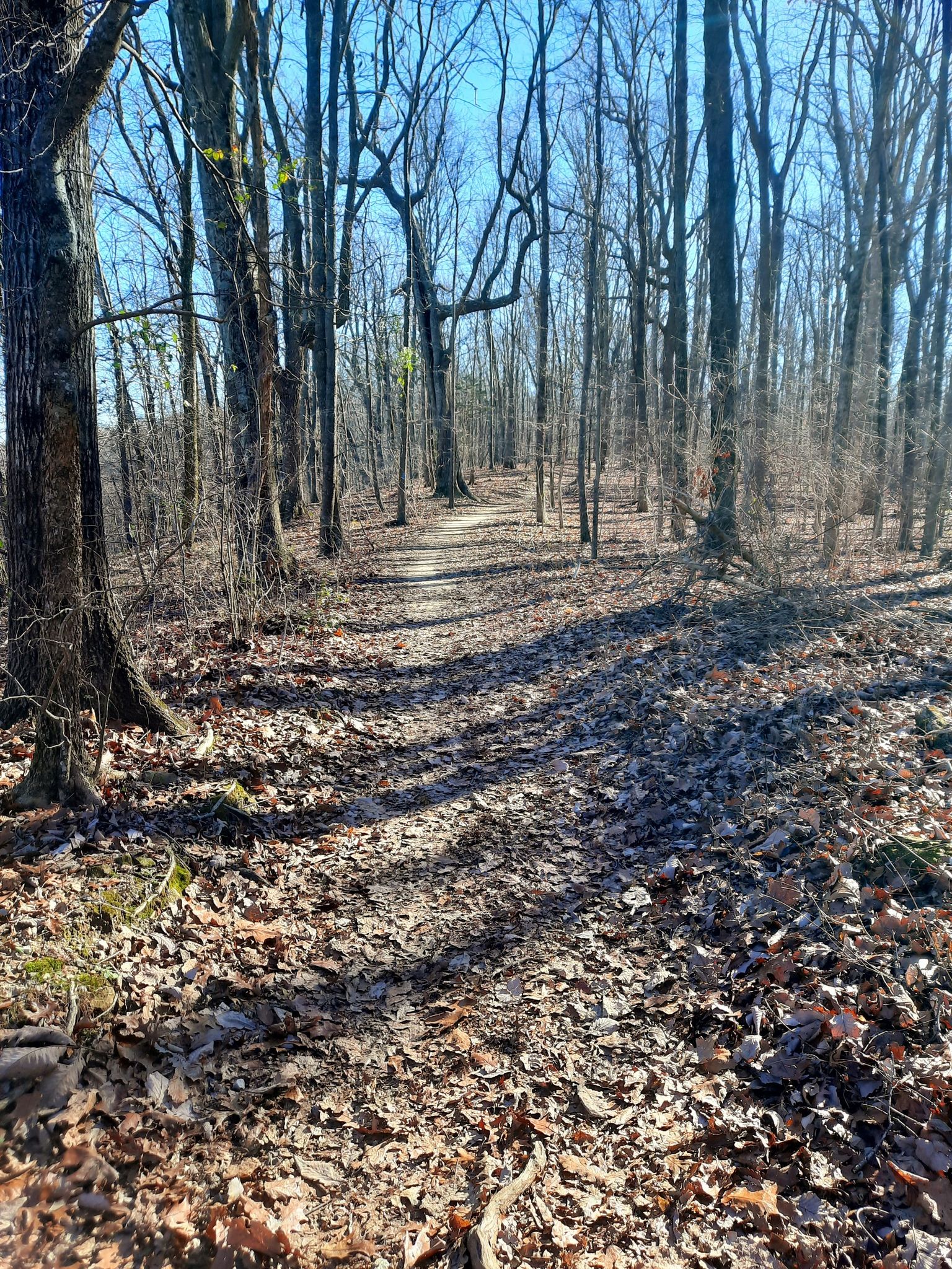 Sunny forest path with bare trees and long shadows on leaf-covered ground. - Viewpoint loop from Monte Sano Nature Preserve