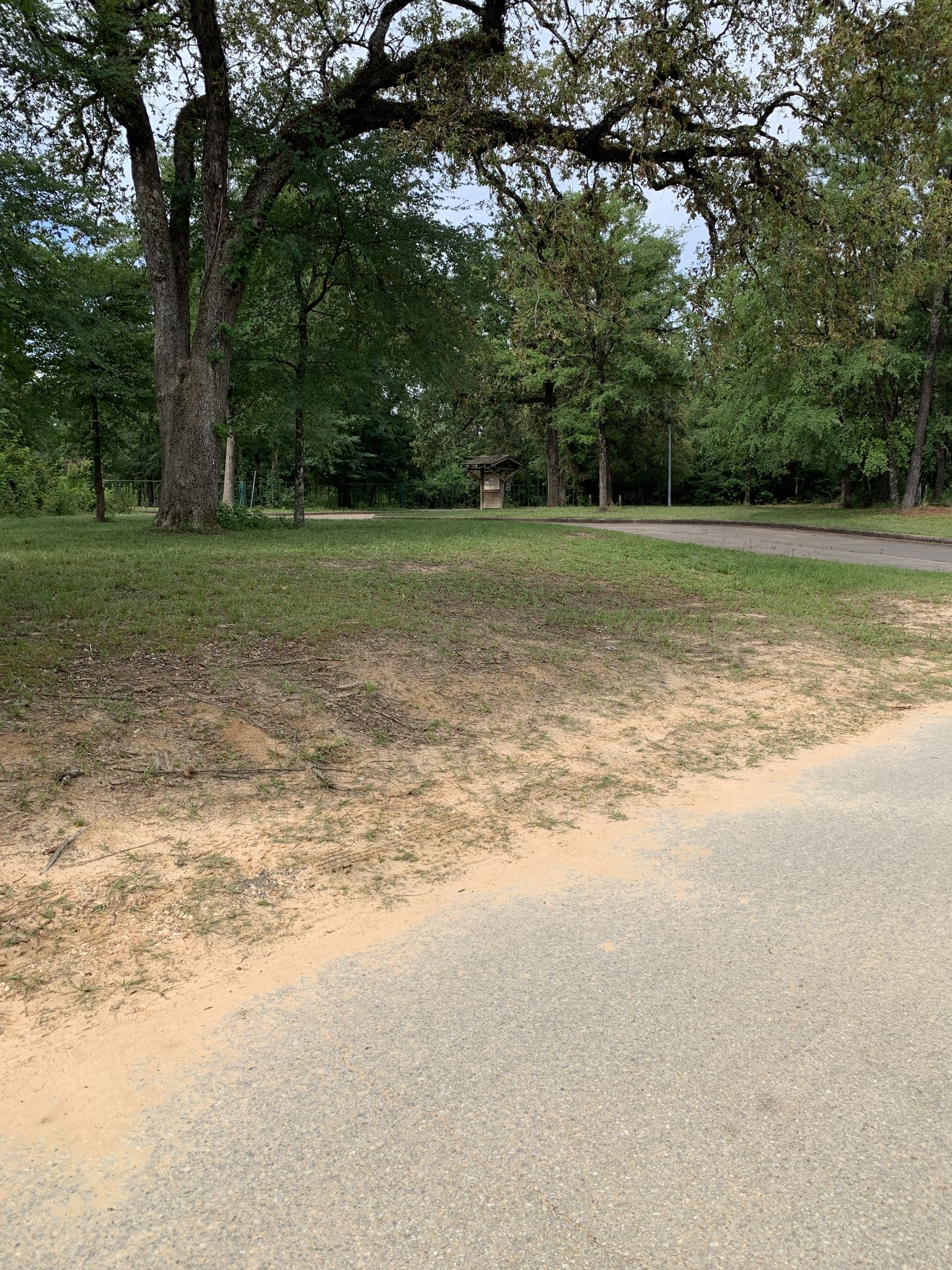 A grassy field with large trees next to a paved road. - Memorial Park Pathway loop from Hedwig Village