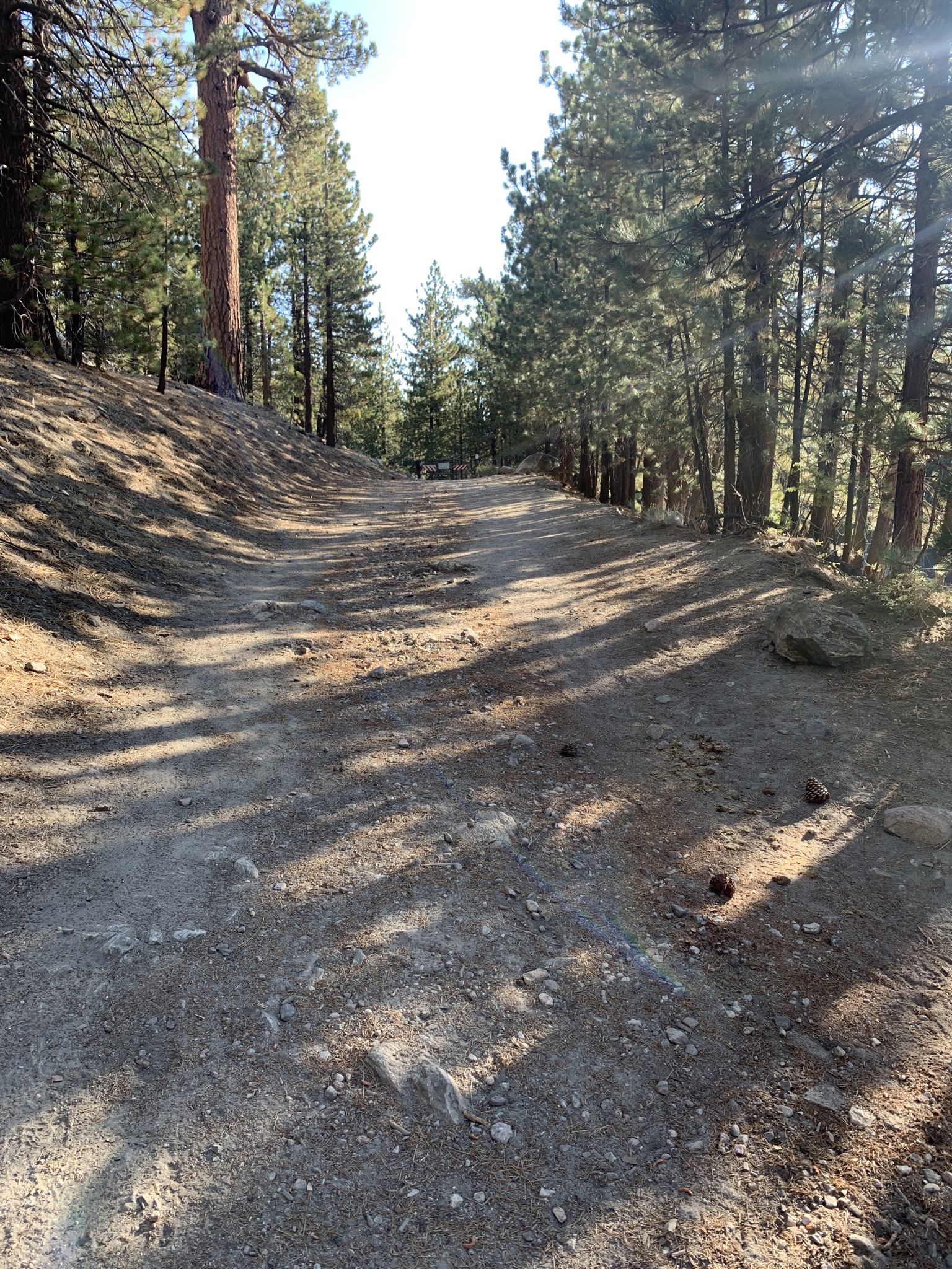 A wide, sun-dappled dirt road leads through a tall pine forest. - Mount Pinos and McGill Trail Loop