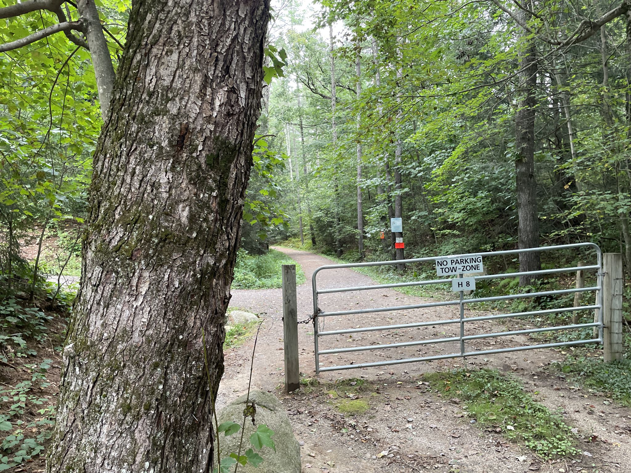 A dirt path through a forest blocked by a metal gate. - Holden to Sterling – road cycling in MA