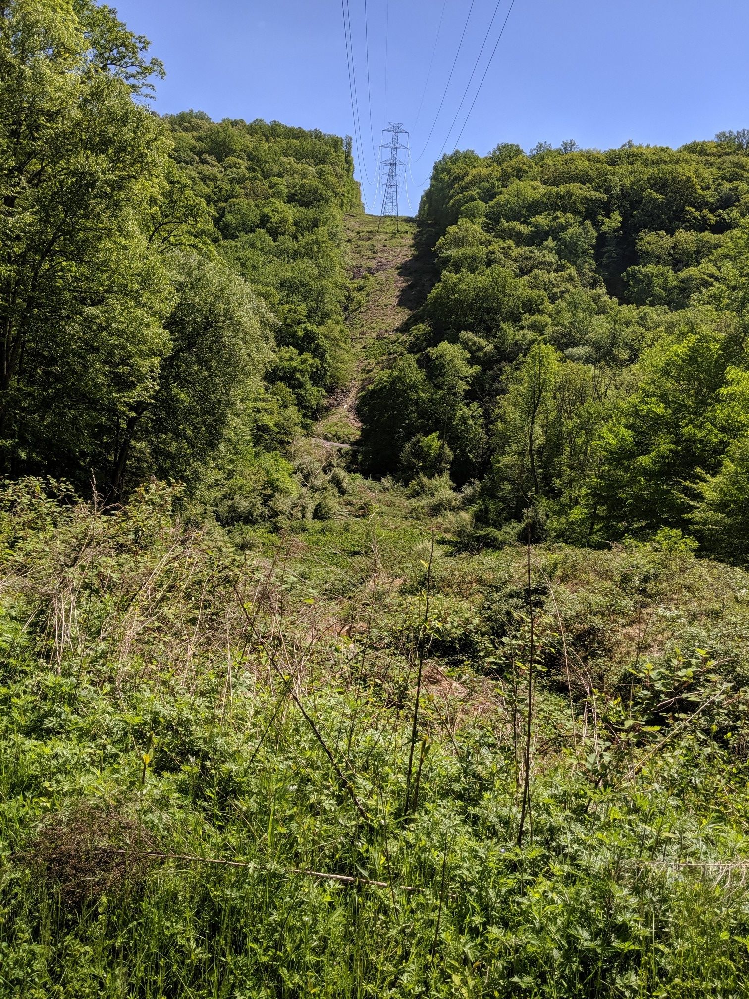 Power lines and a tower cut through a steep, green, forested hillside. - Califon Train Station – Columbia Trail loop from Califon