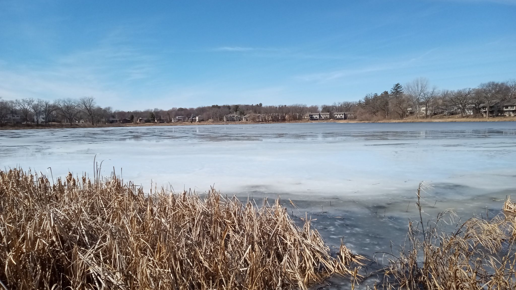 Bright sunny day over a frozen lake with dry reeds in the foreground. - Tiedeman and Stricker Pond Loop