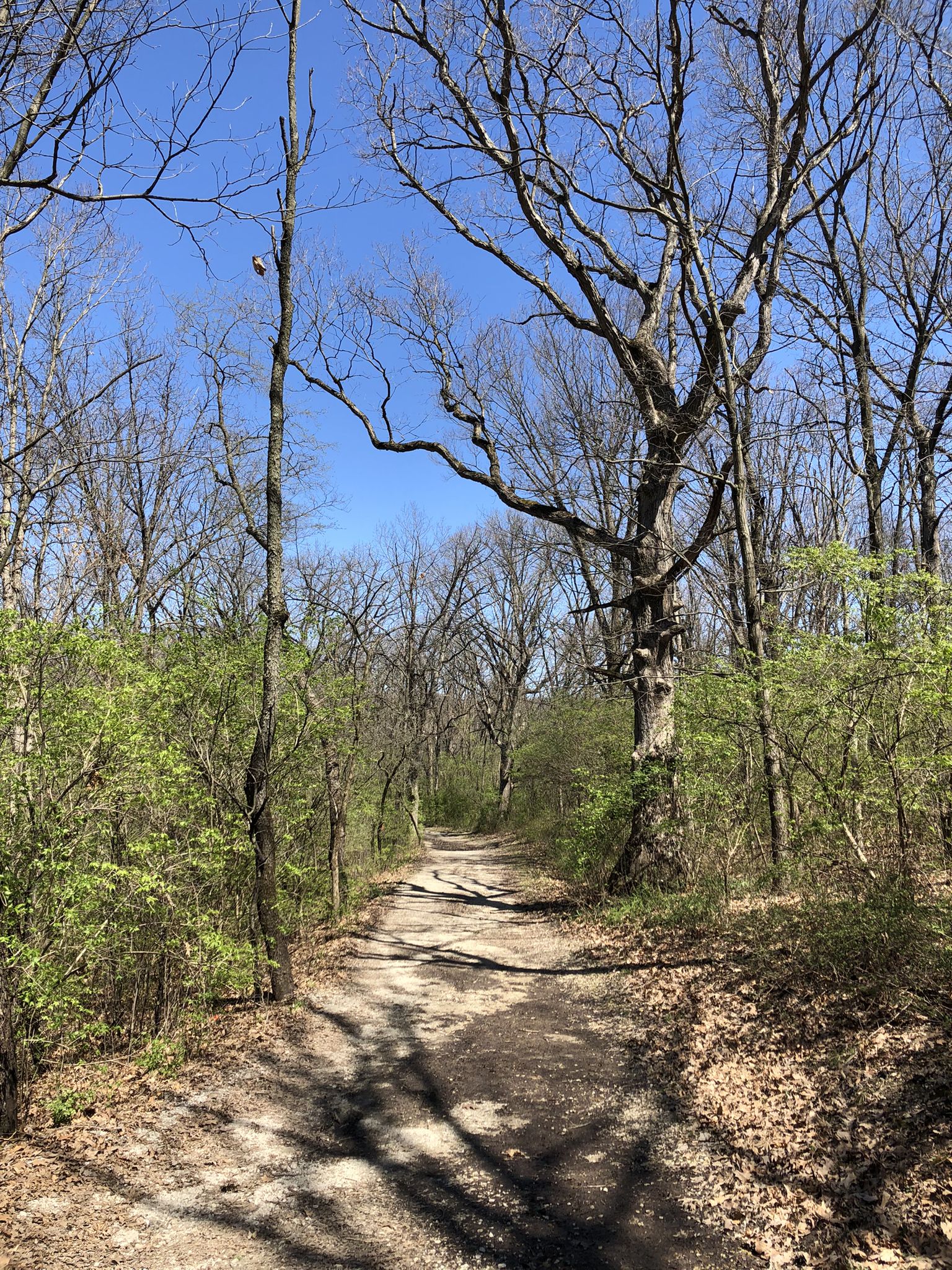 A dirt path through a forest with bare trees and some green undergrowth, sunny. - Sag Valley Yellow and Tan Loop