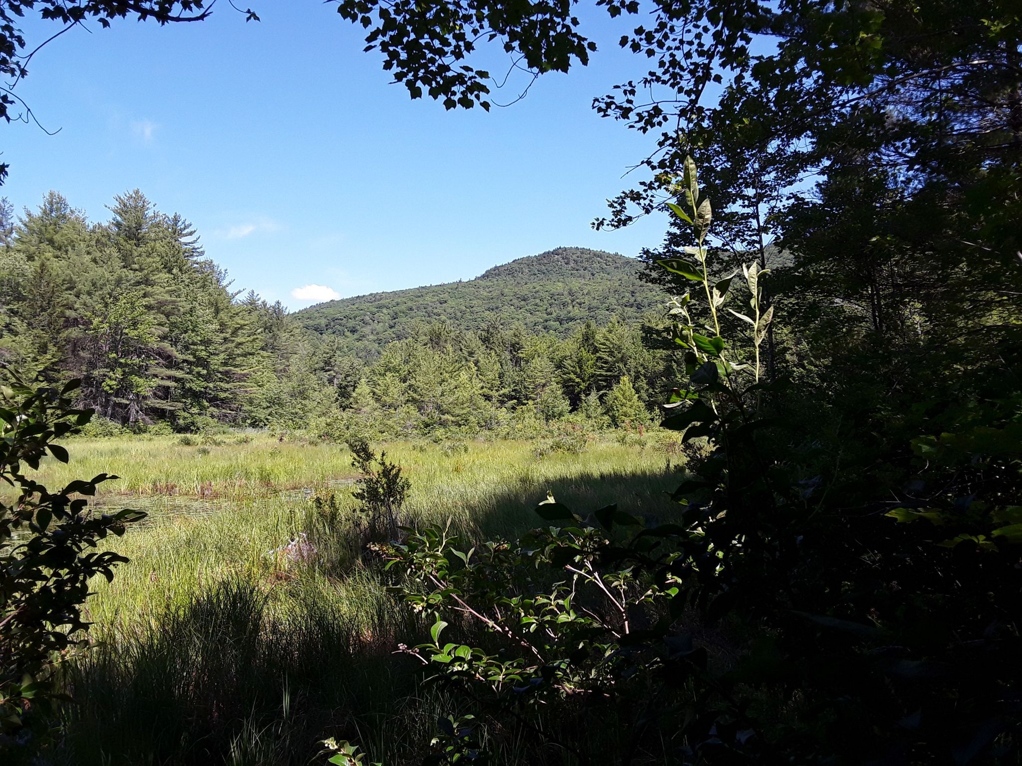 Sunlit marshy pond with tall grass, surrounded by forest and a mountain. - Crotched Mountain Summit East and West Trail Loop