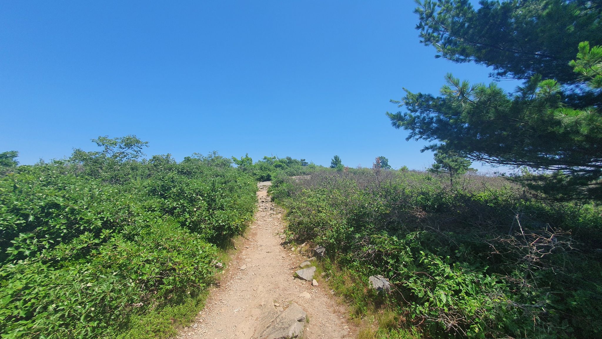 A narrow dirt path winding through lush green bushes under a clear blue sky. - Boyce Hill – Blue Hills Reservation loop from Blue Hills Reservation
