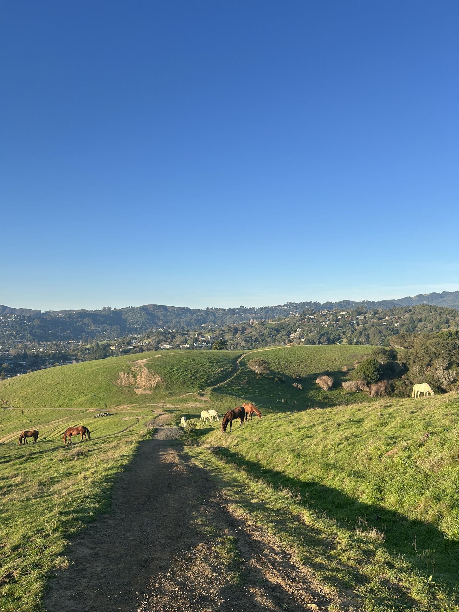 Horses graze on sunny green hills with a dirt path and clear blue sky. - Dollar Fire Road
