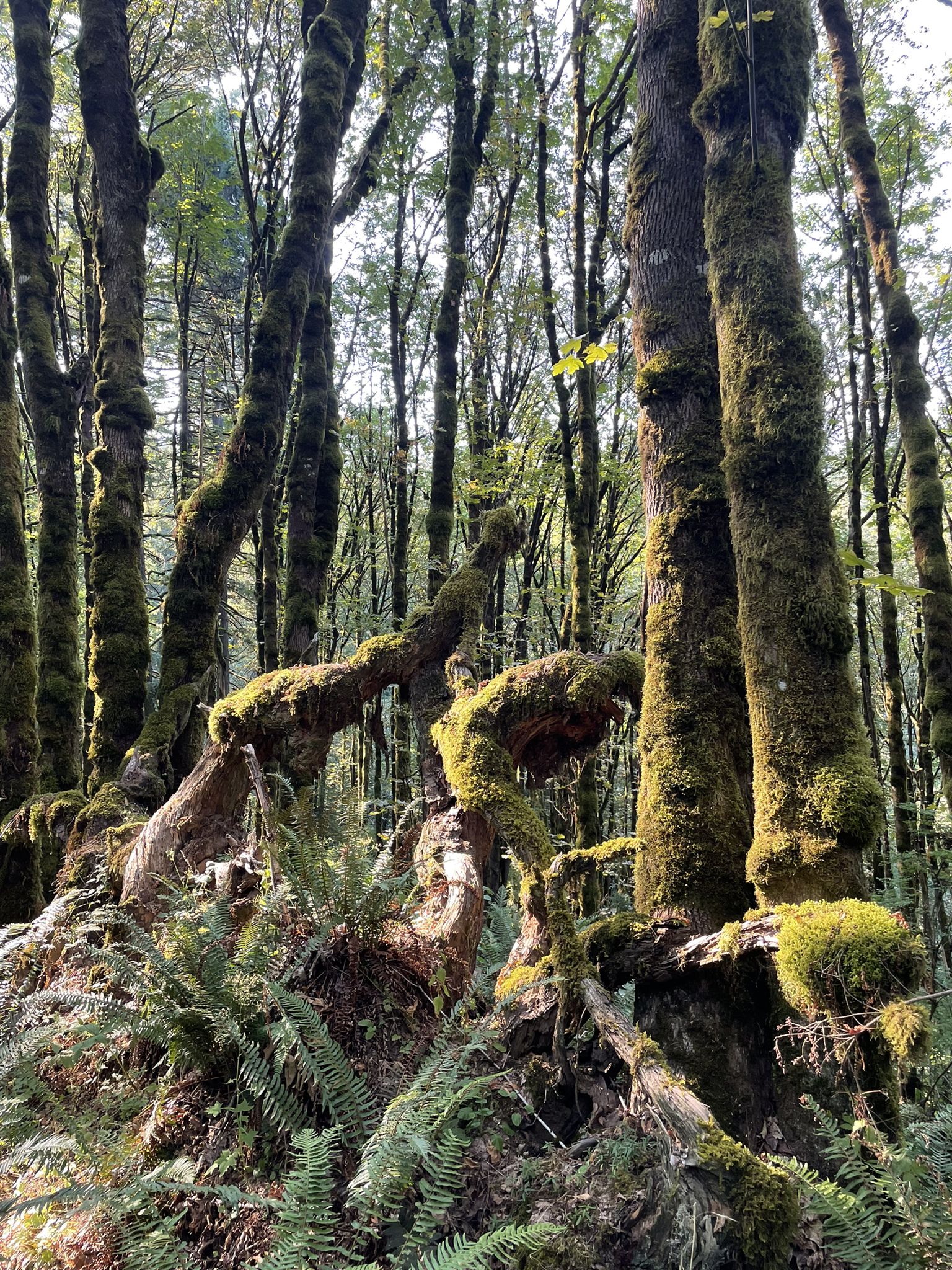 Ancient, moss-covered tree trunks and roots intertwine in a dense forest. - Wildwood and Hardesty Loop via Northwest Firelane 7 Road