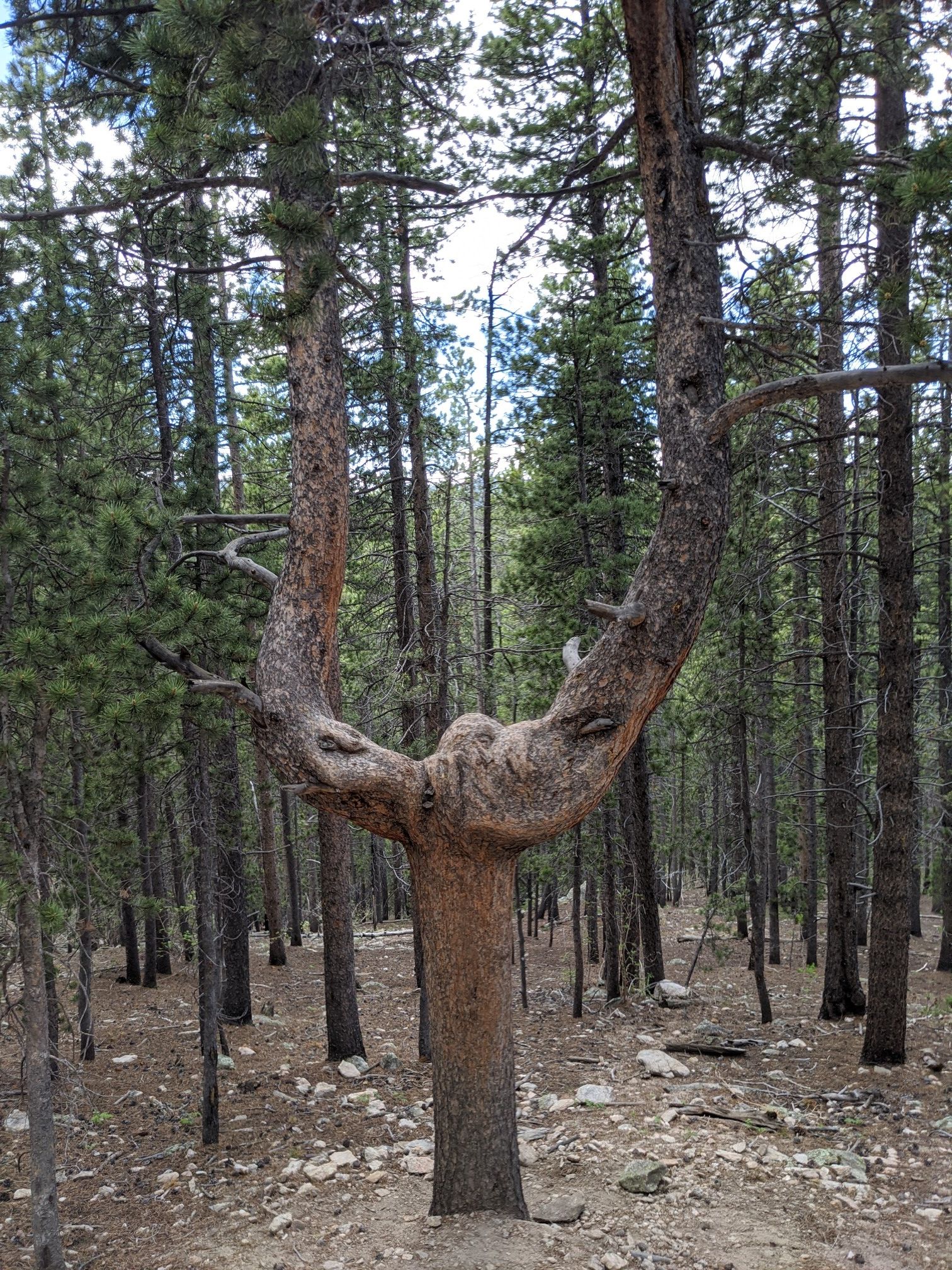A uniquely shaped tree with a U-shaped trunk stands in a dense forest. - Mule Deer Trail – Panorama Point loop from Golden Gate Canyon State Park