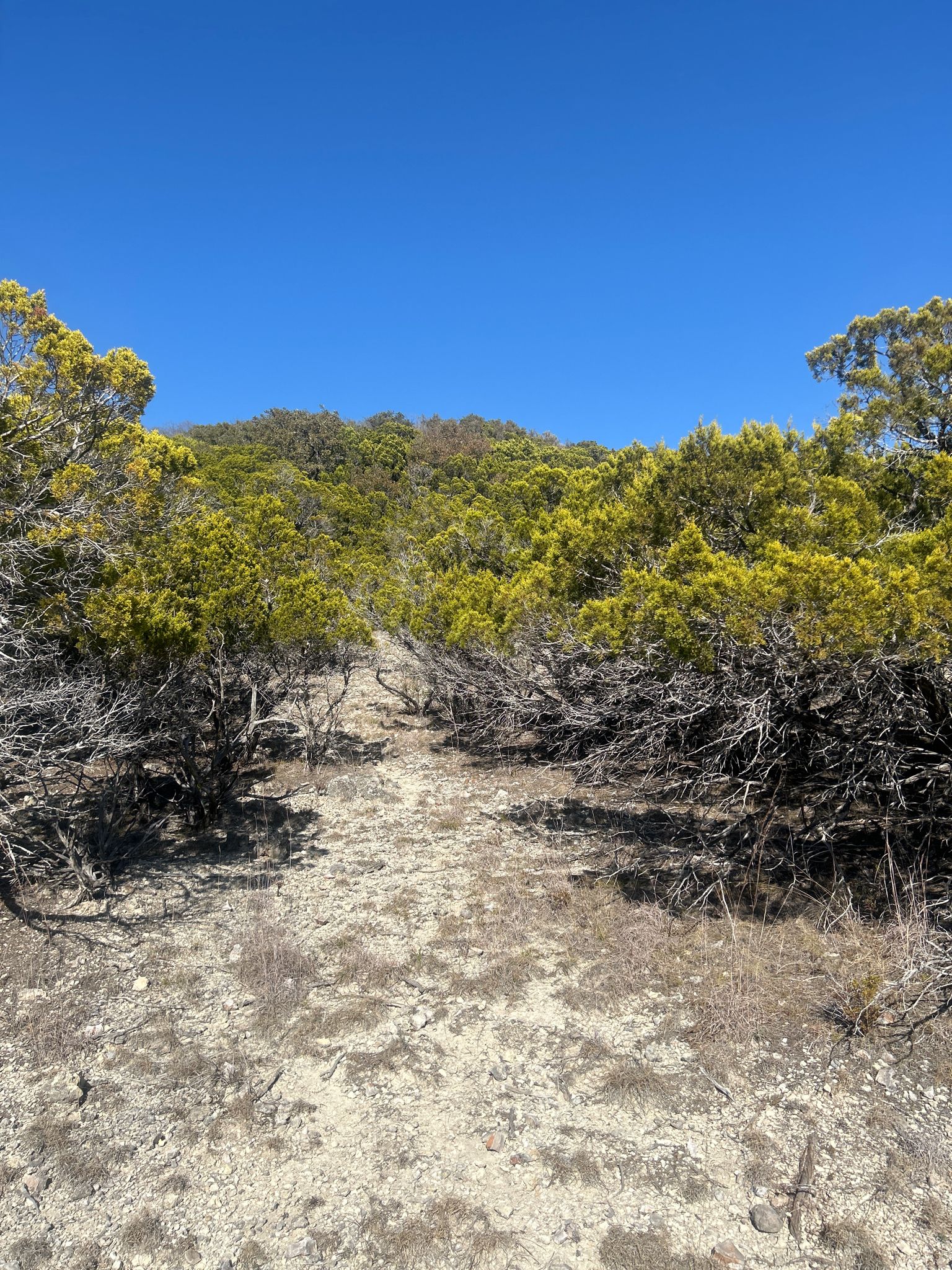 Narrow dirt path winding uphill through dense green brush under a clear blue sky. - Dana Peak to Stillhouse Park