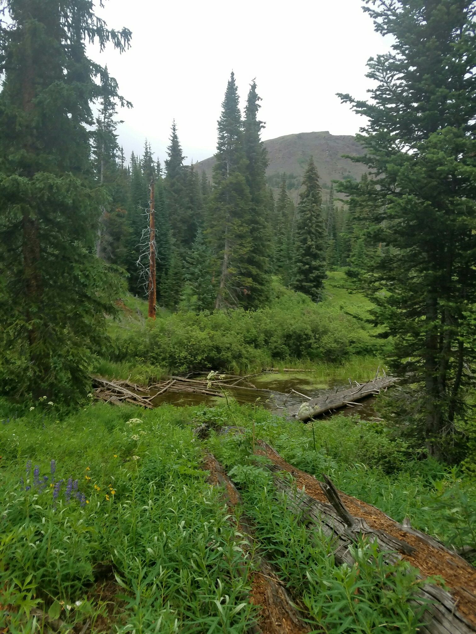 Dense green forest with a small pond and fallen logs under an overcast sky. - Devil's Causeway
