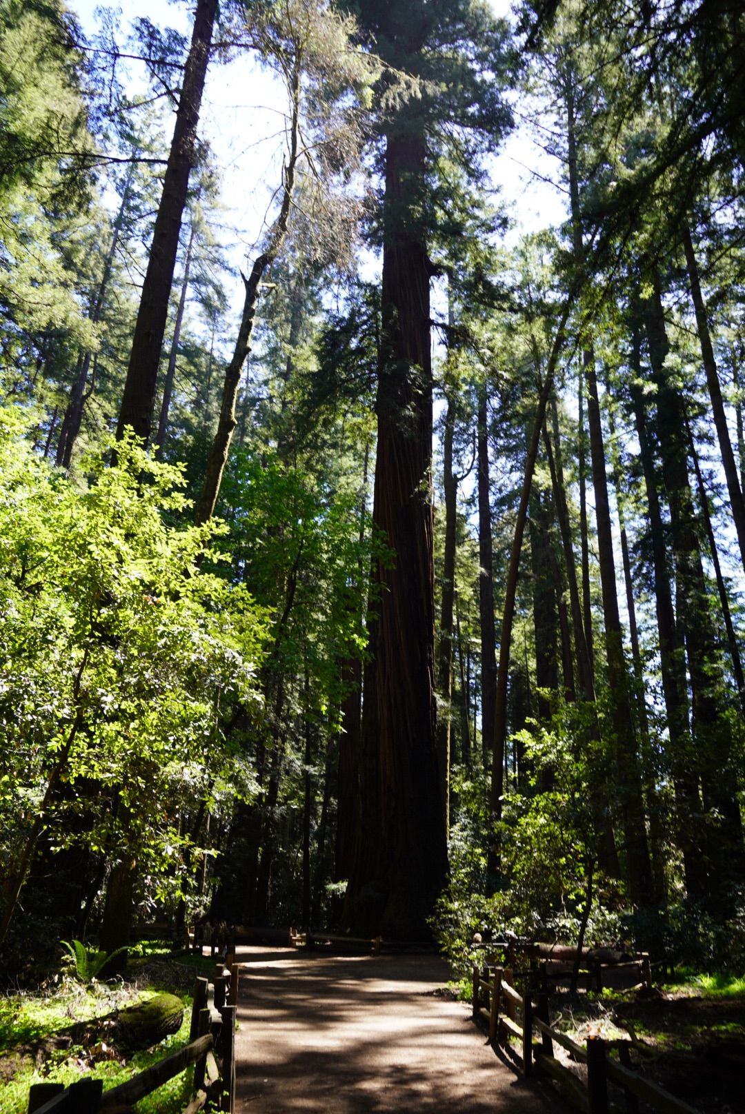 Wooden boardwalk leading into a dense forest of towering, sunlit trees. - Redwood Grove Loop Trail