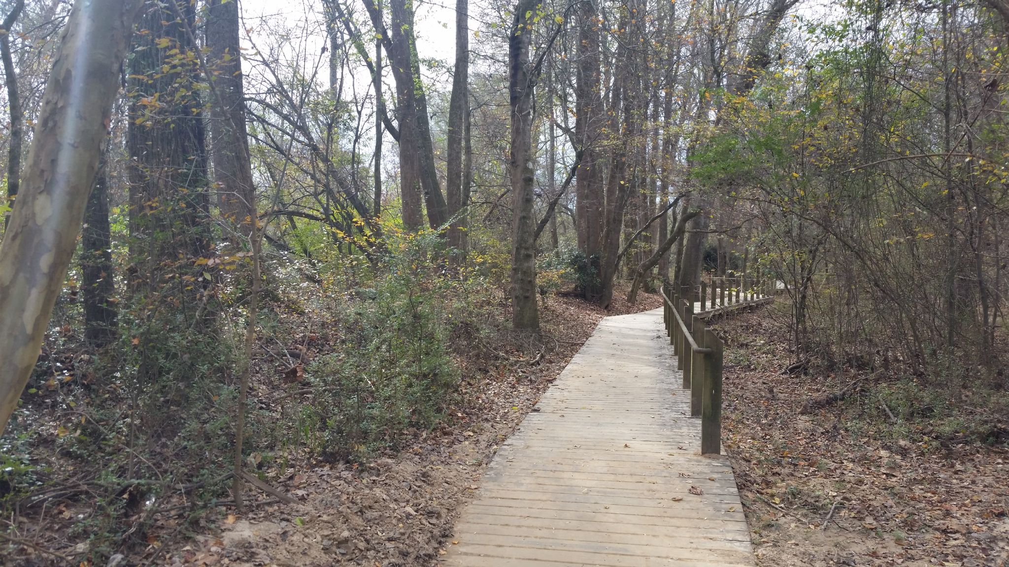 A wooden boardwalk path winds through a forest with bare trees and leaves. - Big Creek Greenway Alpharetta