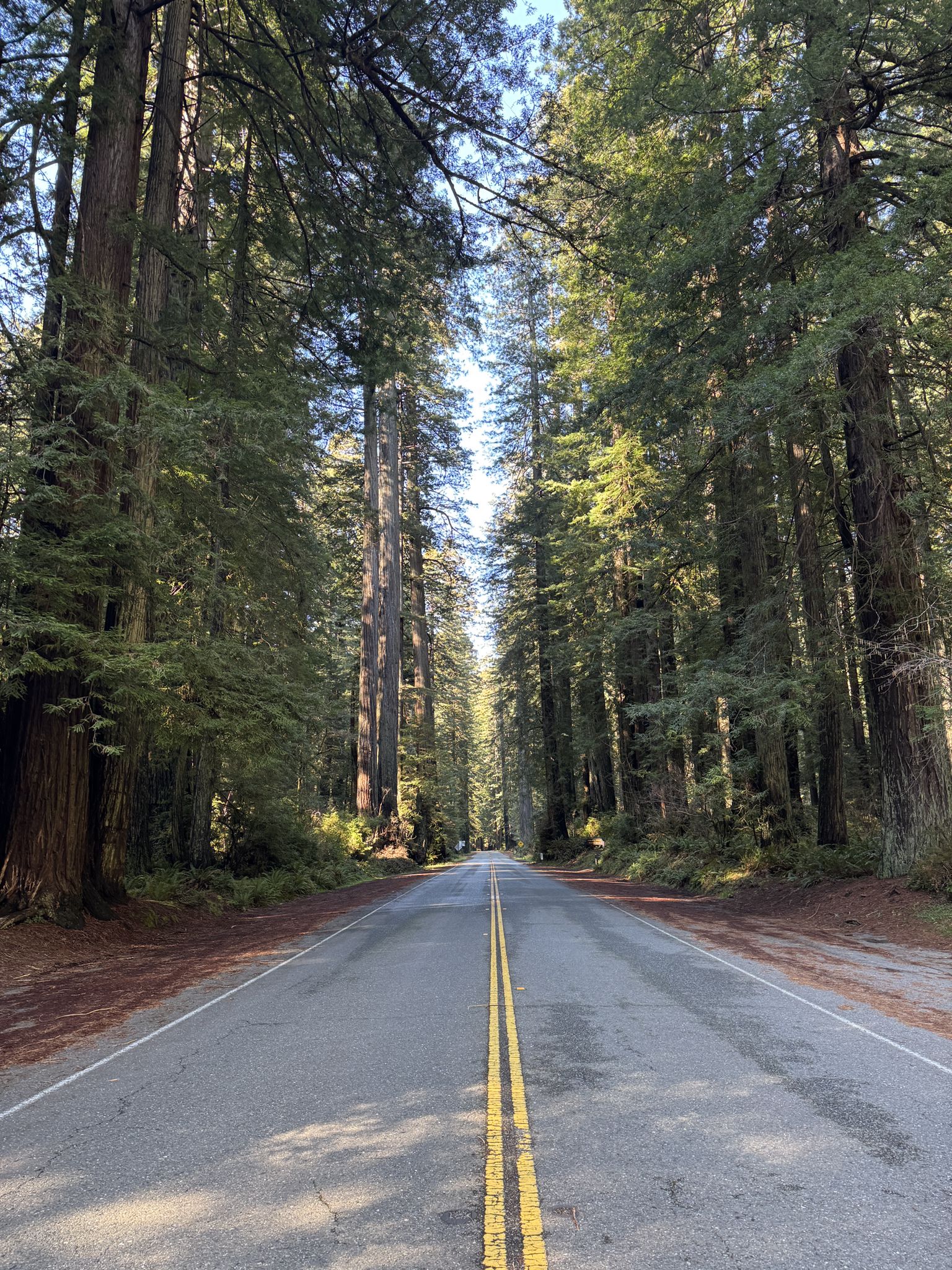 A straight road with yellow lines cuts through a dense forest of tall trees. - Newton B. Drury Scenic Parkway