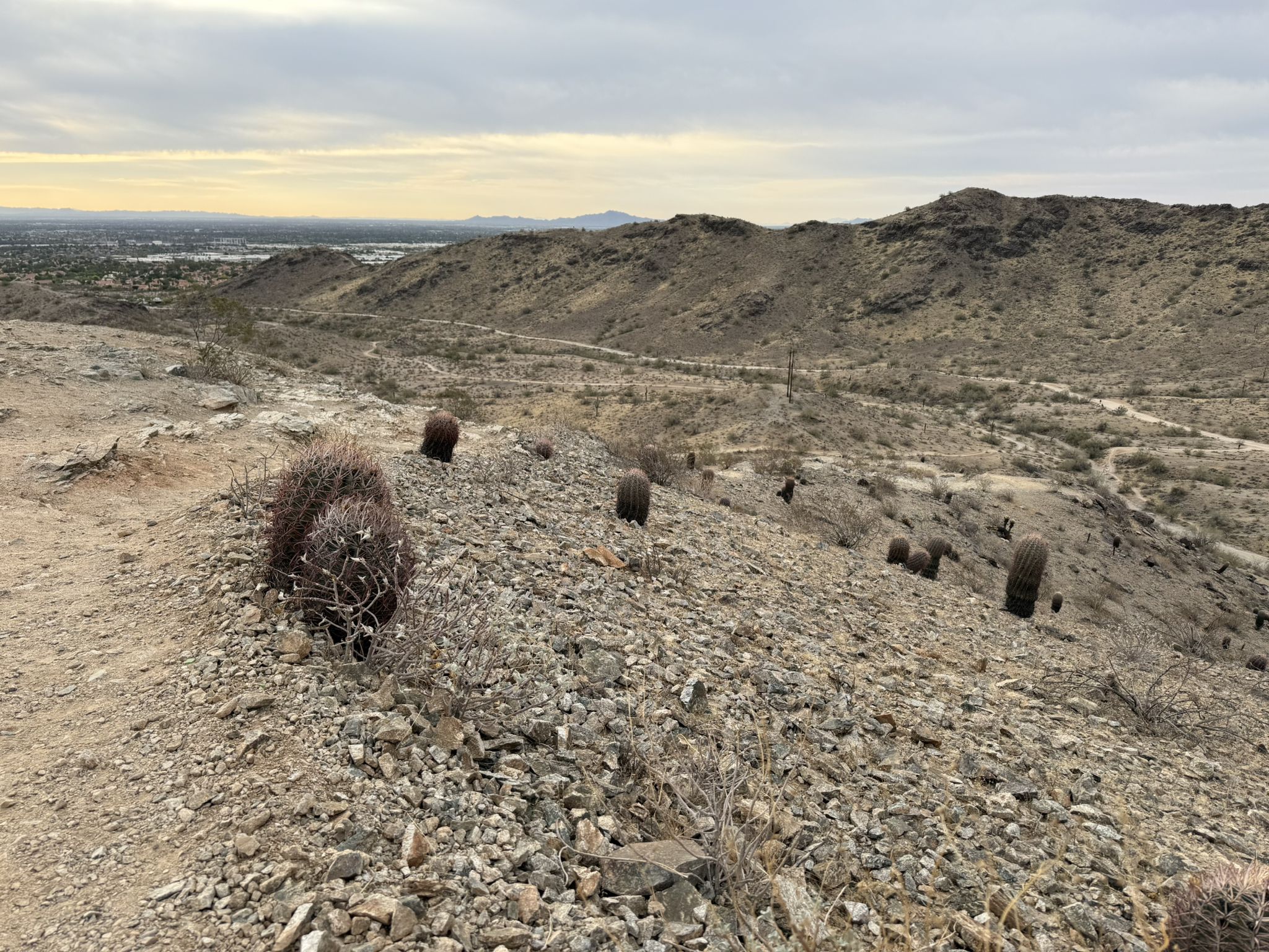 Desert landscape with cacti on a rocky hillside under an overcast sky. - Javelina Canyon and Ridgeline Loop Trail