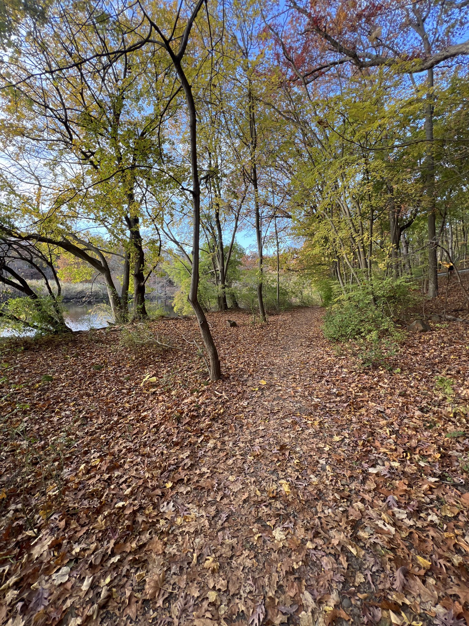 Forest path covered in autumn leaves next to water under bright daylight. - East Rock Park loop from New Haven
