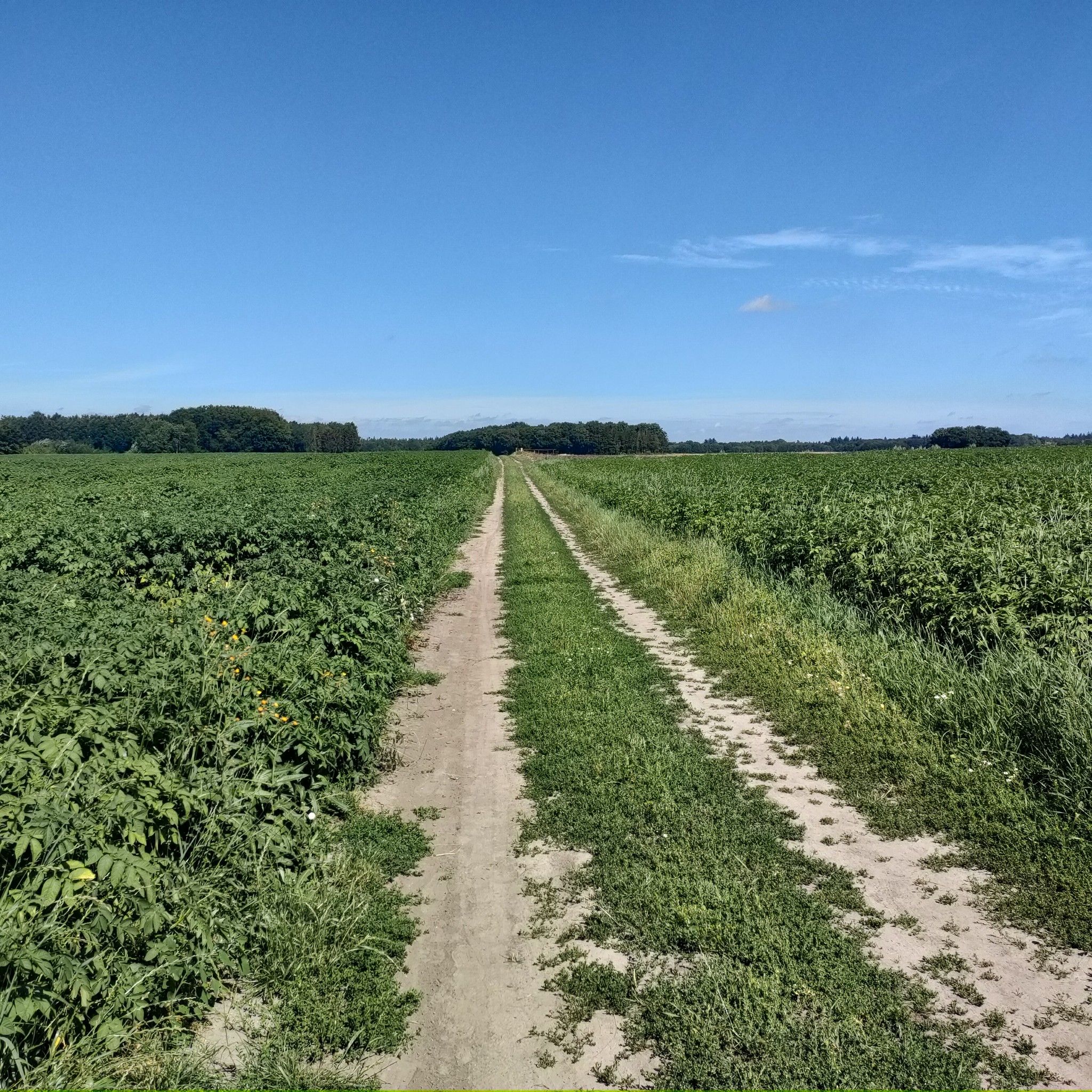 Door de  aardappelvelden