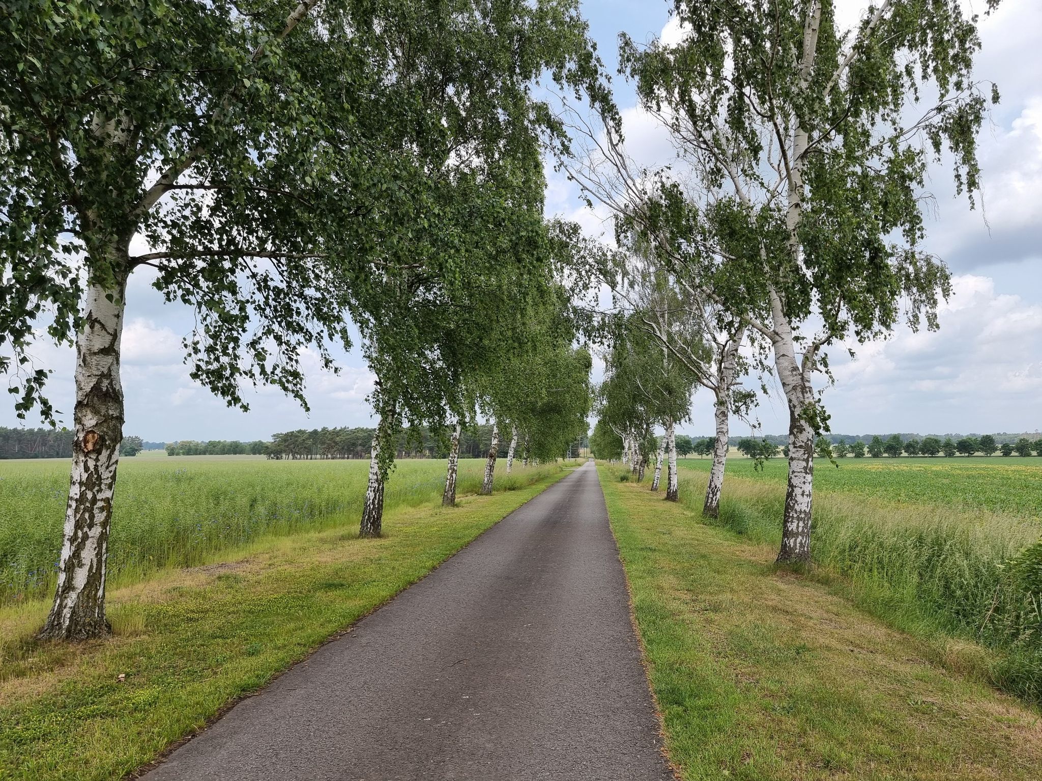 schöne Birkenallee