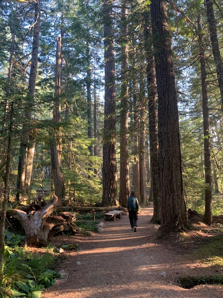 A person walks on a sunlit dirt path through a tall, dense evergreen forest. - Longmire Historic District – Twin Firs Loop Trail loop from Columbia Crest A-STEM Academy