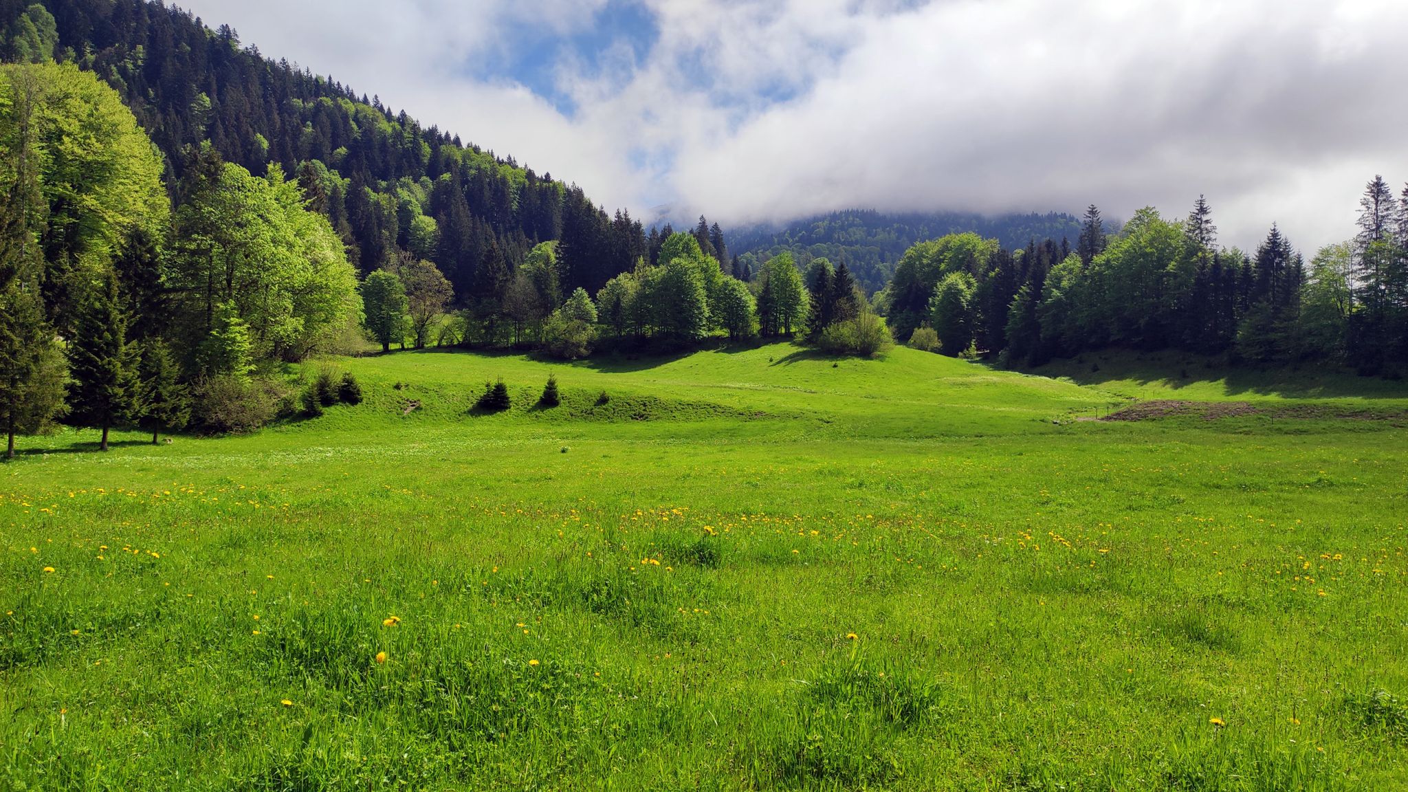 oben in Österreich diese friediche Wiesenlandschaft