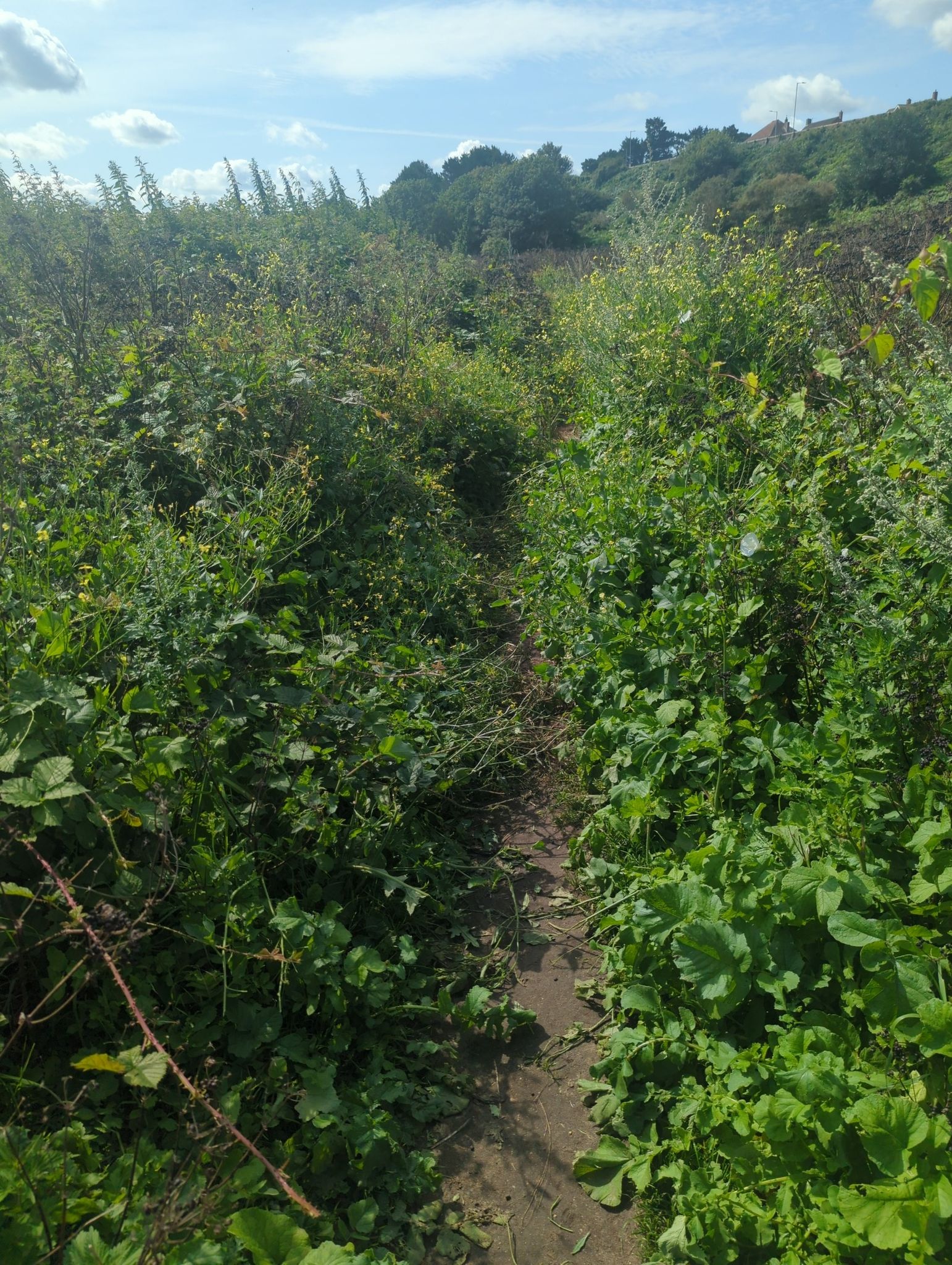 overgrown