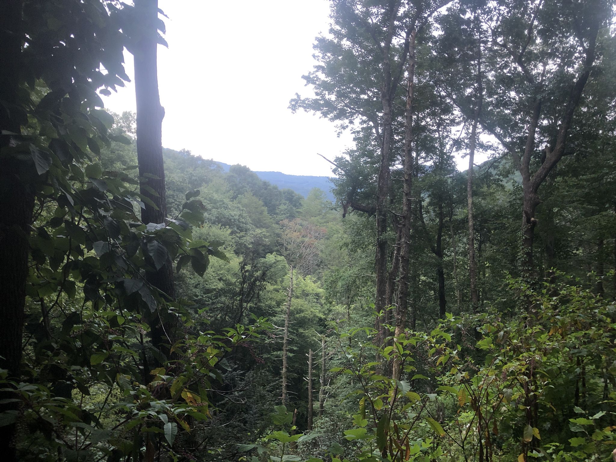 Dense green forest with distant mountains under an overcast sky. - Widows Creek and Mountains-to-Sea Trail