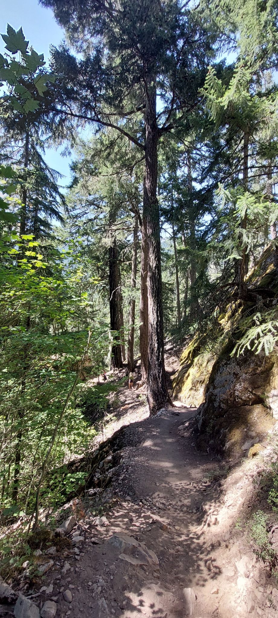 A narrow dirt path winds uphill through a sunlit, dense evergreen forest. - Ross Dam Trail