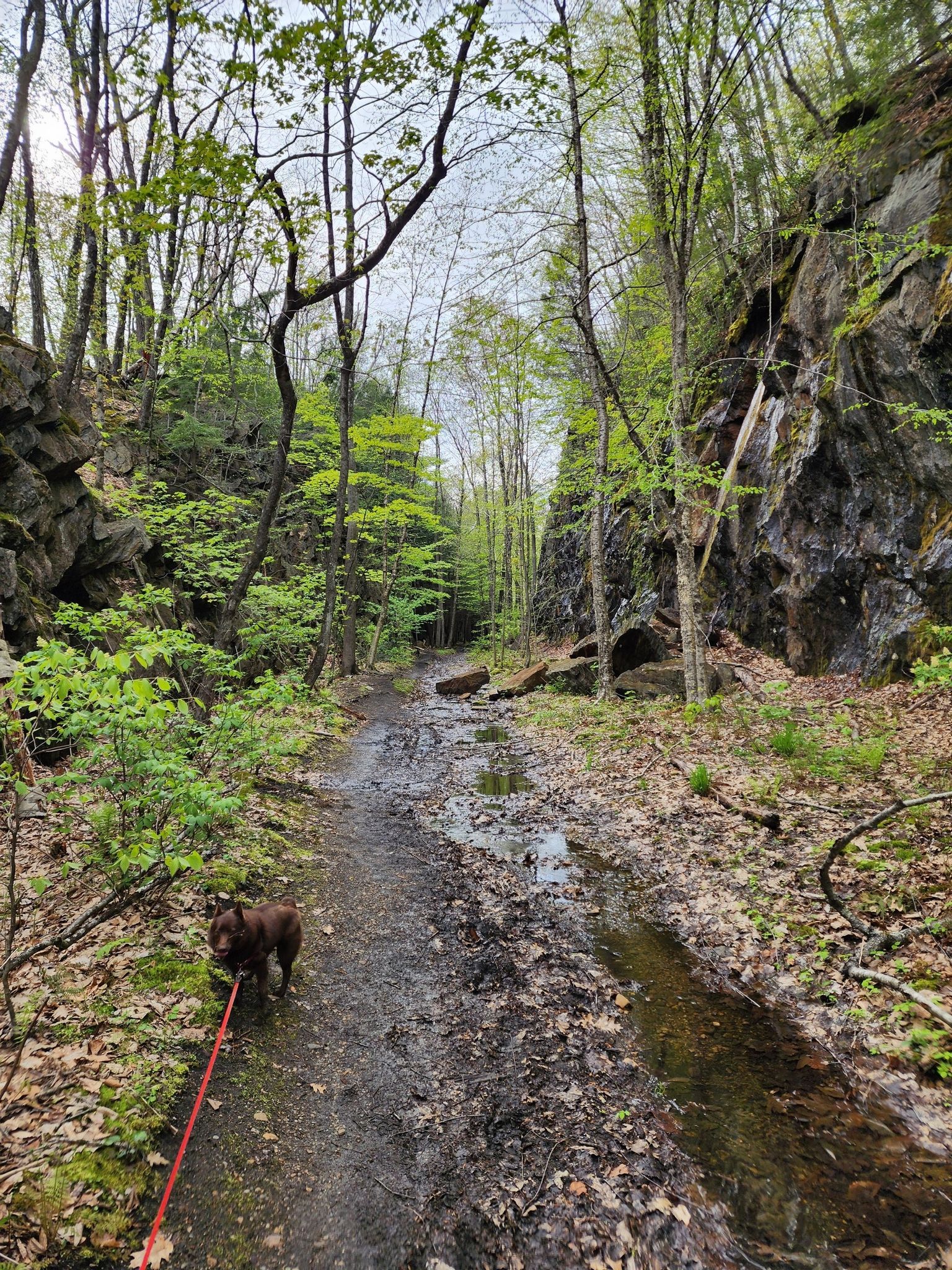 Brown dog on a leash walking on a muddy forest path between rocky walls. - Keystone Arch Bridges Trail