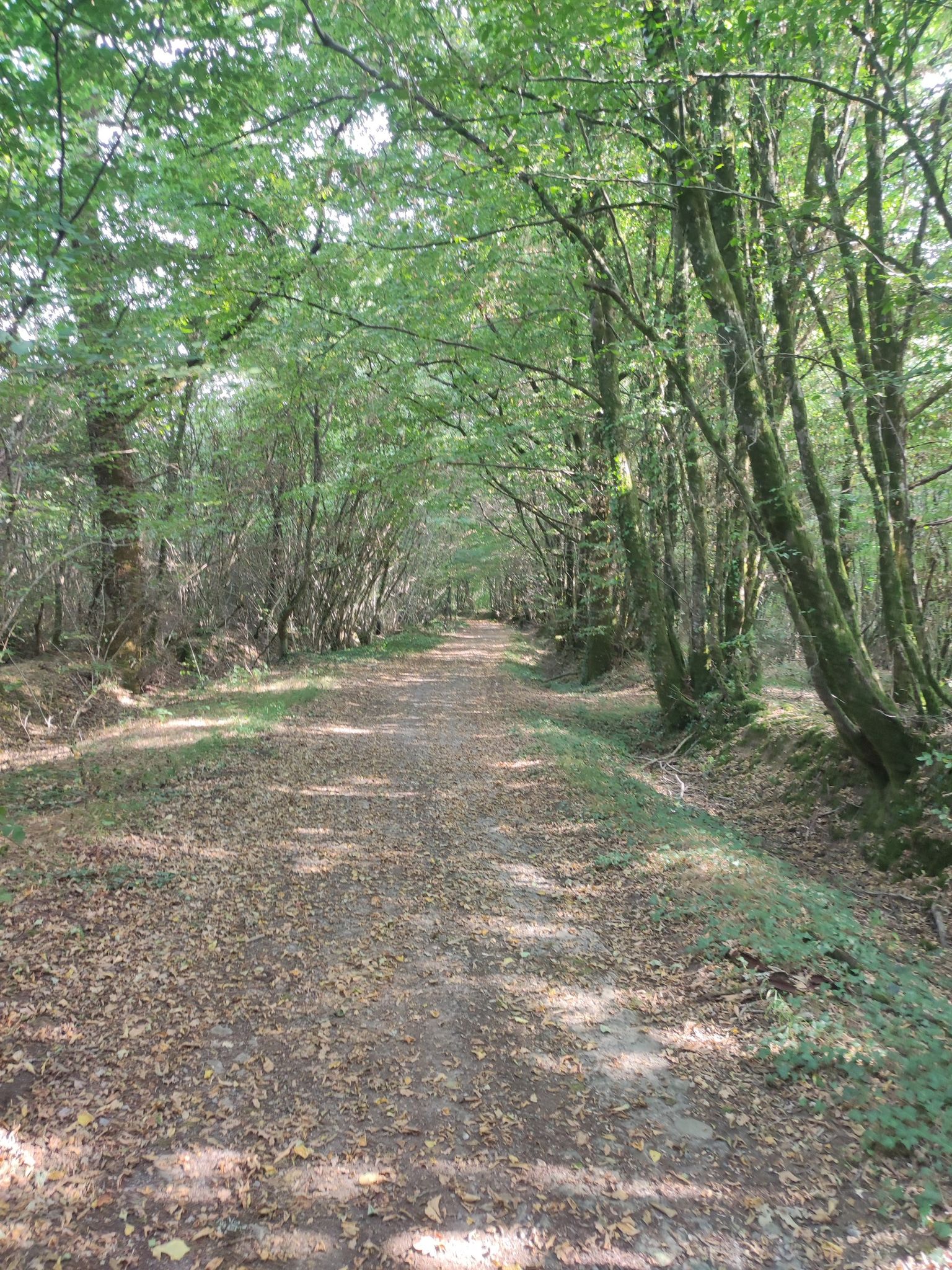 chemin sous les bois